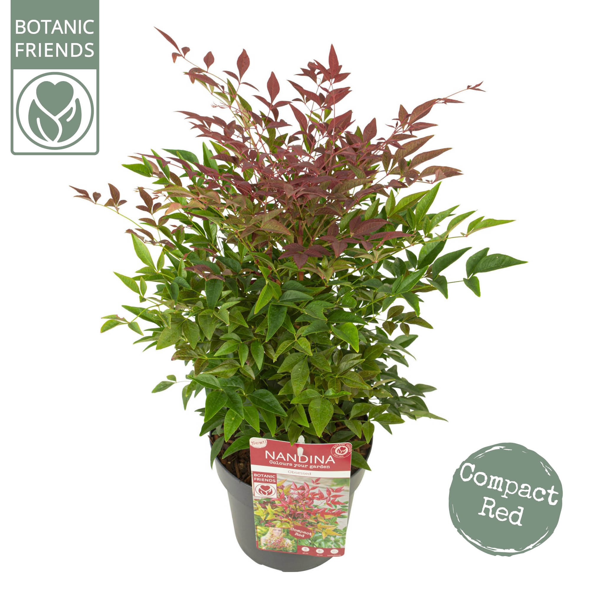 Picture of Nandina dom. 'Obsessed'