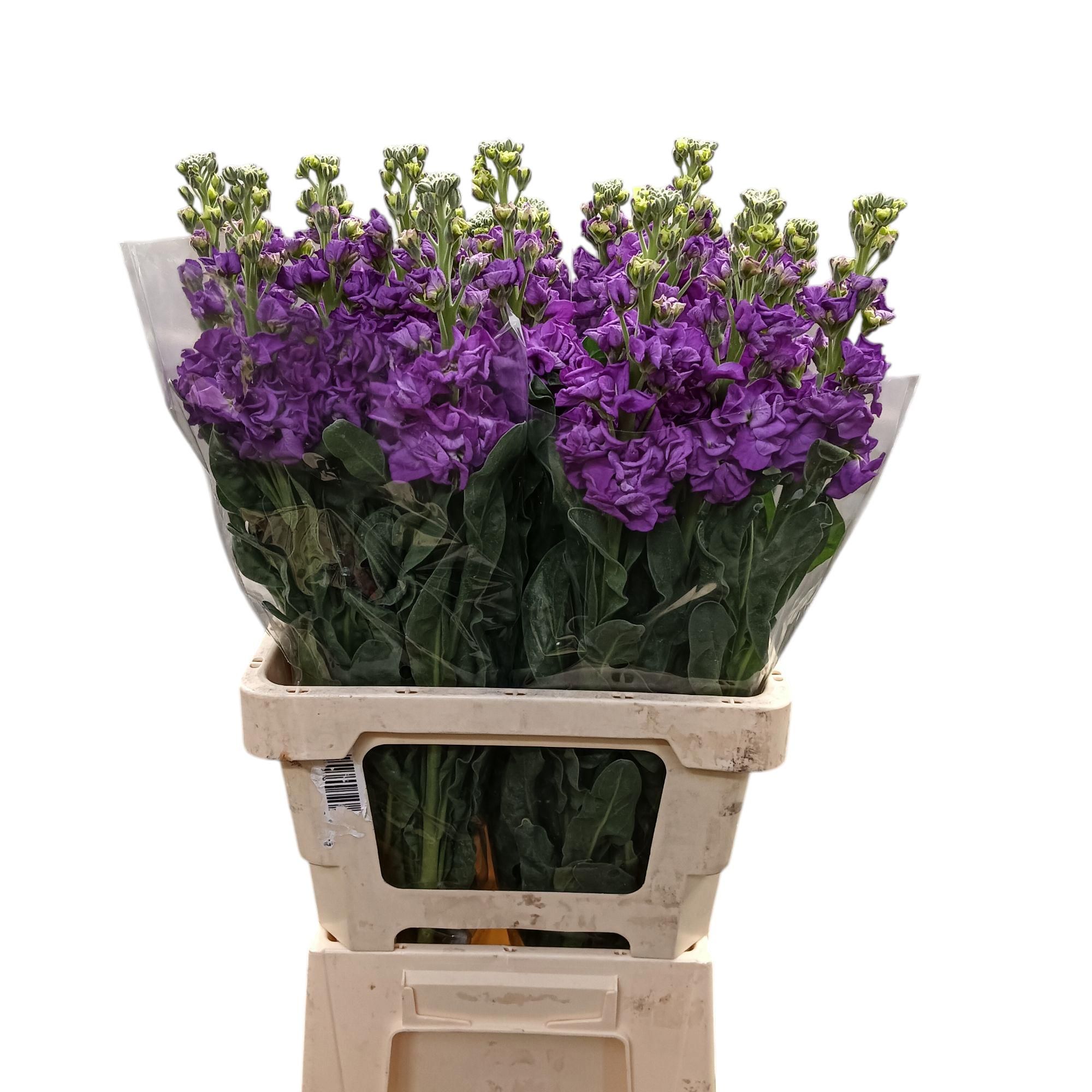 Matth Iron Blue 70L.cm 12bloei