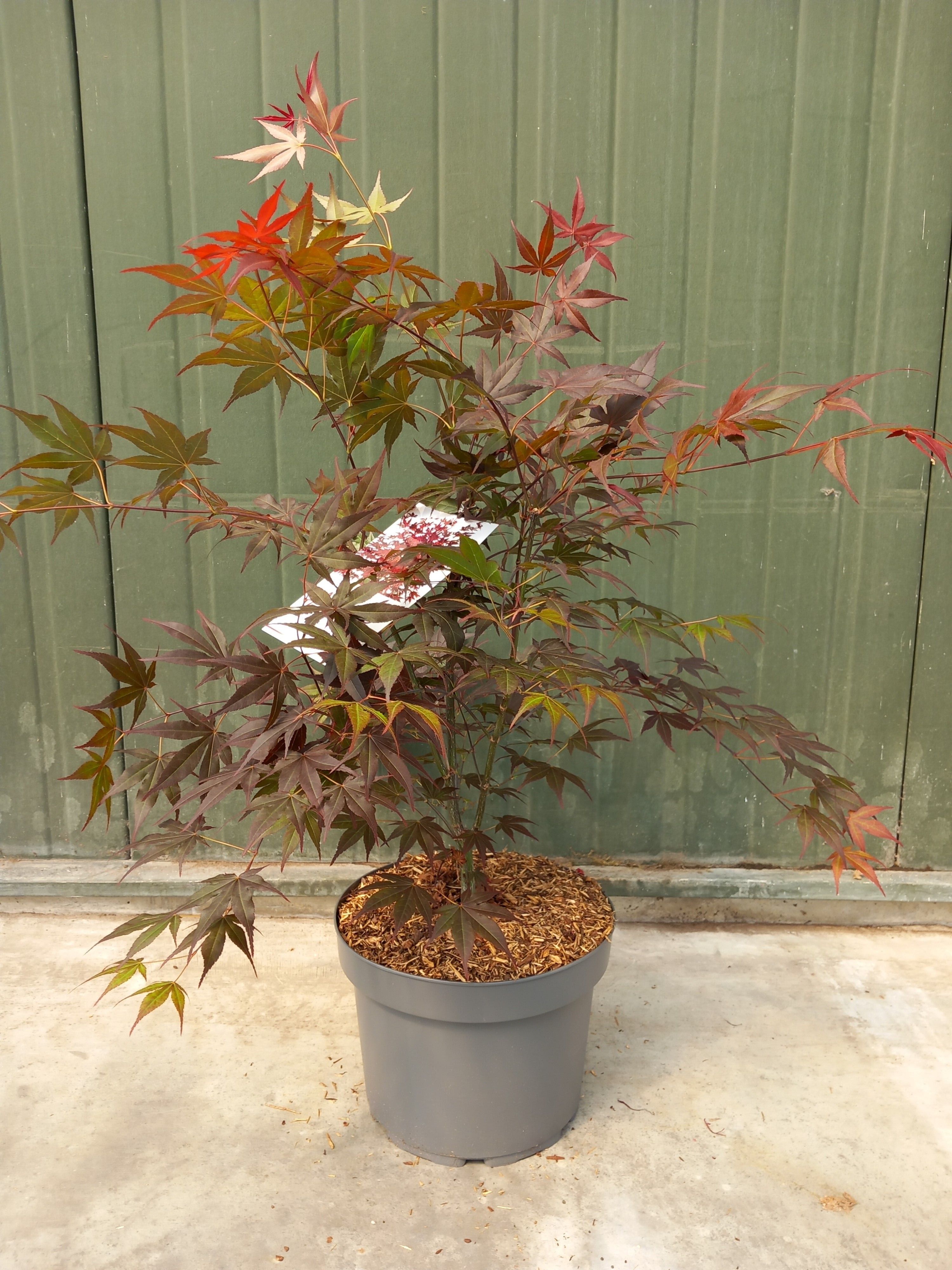 Picture of Acer palmatum Atropurpureum