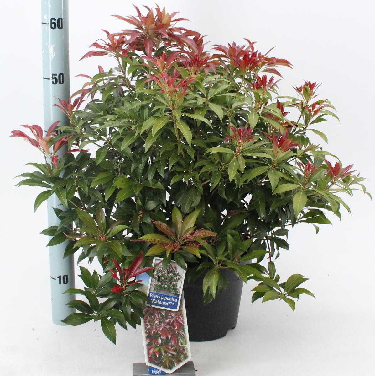 Picture of Pieris jap. ‘Katsura’ PBR