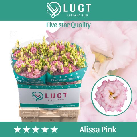 Eus G Alissa Pink
