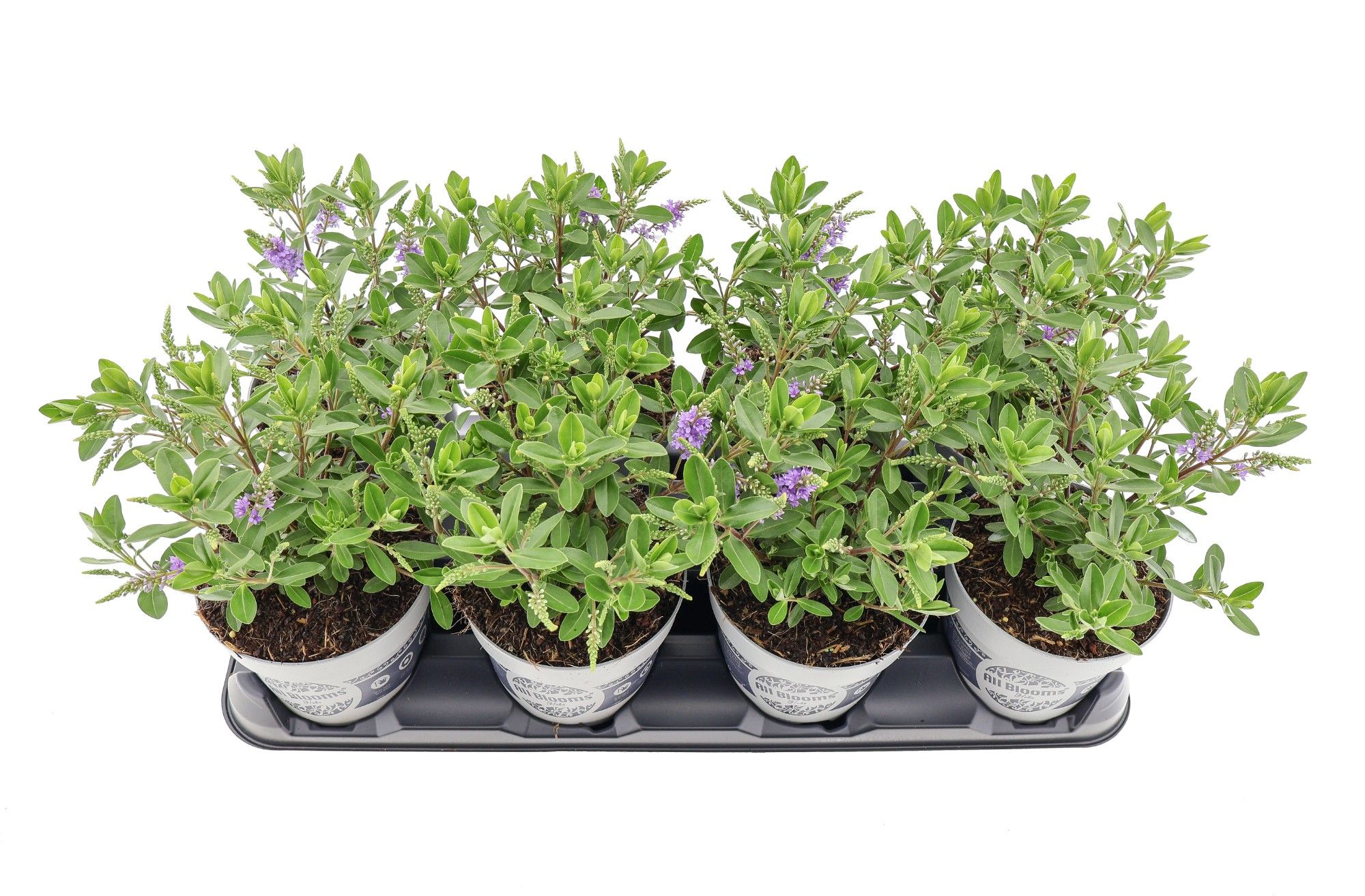 Picture of Hebe All Bloom 'Siara'