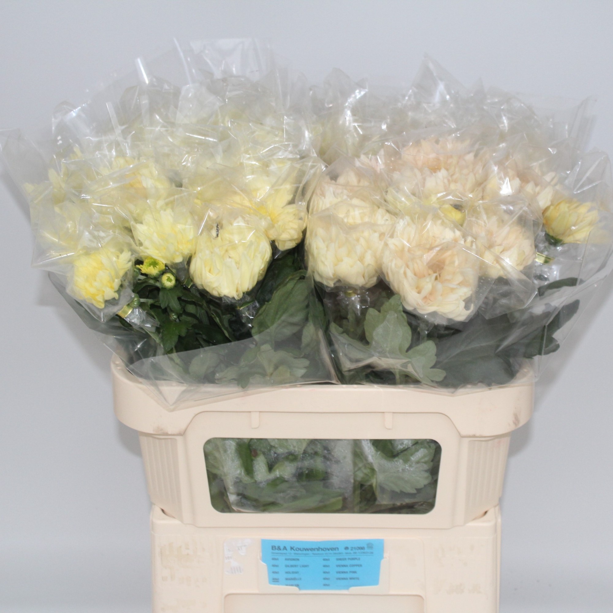 Chrys Single Avignon 70cm 75gram