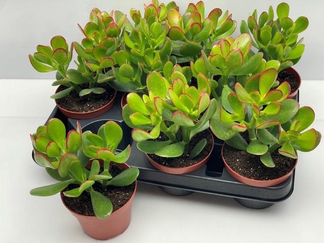 Crass Ovata 510Ø 18cm