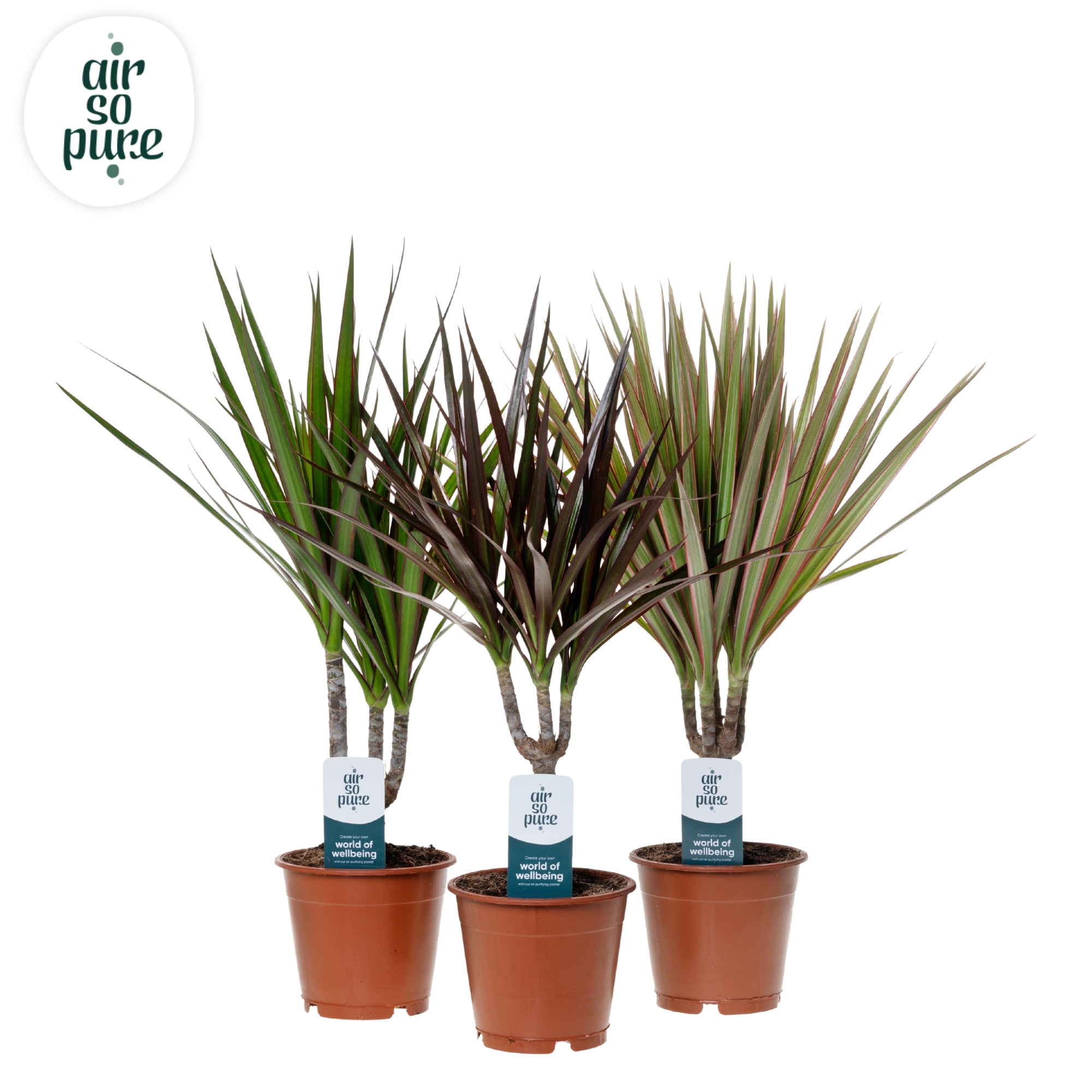 Picture of Dracaena marginata in varieties Air so Pure P12 40-50CM