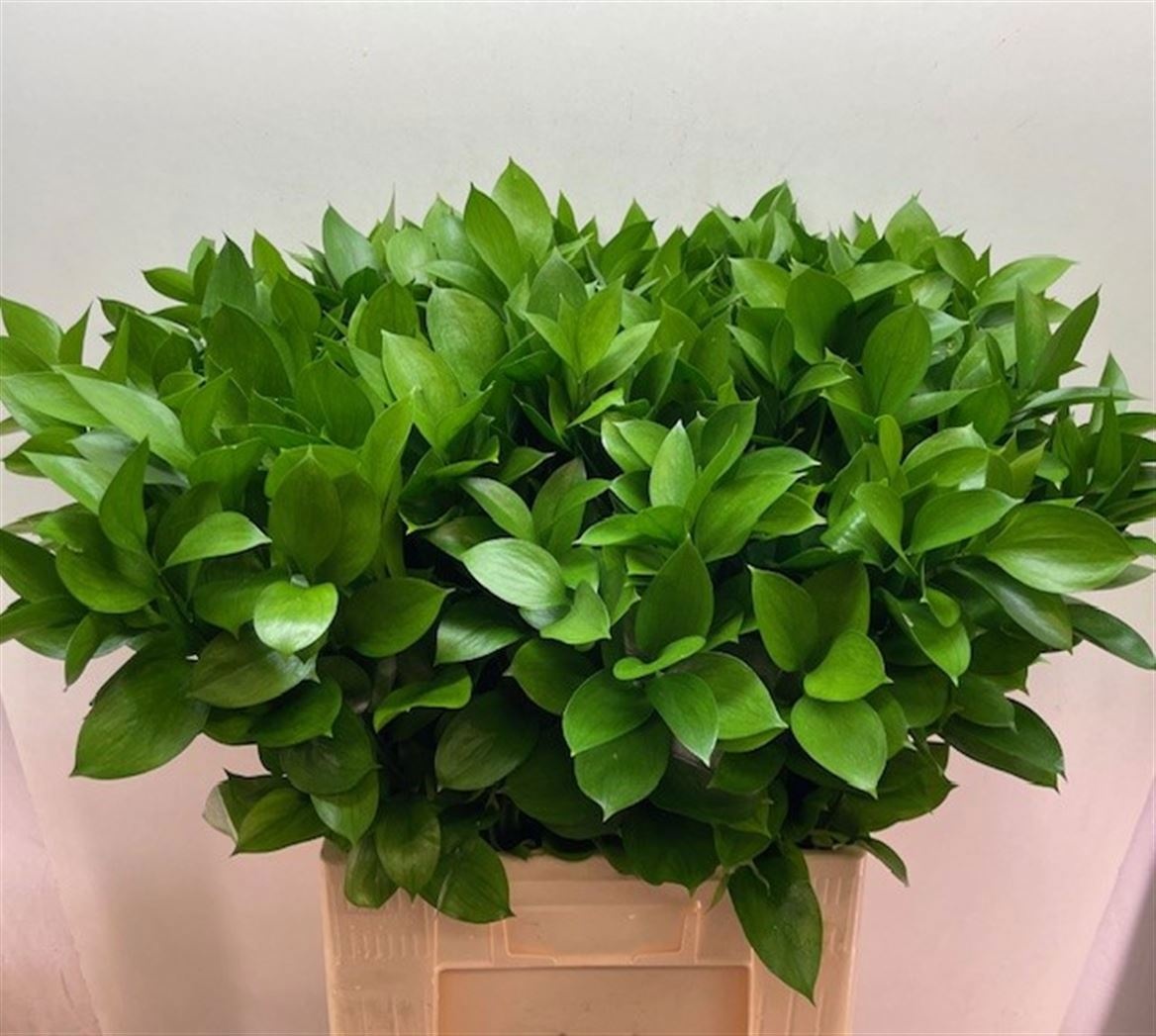 Ruscus Hypophyllum 70L.cm