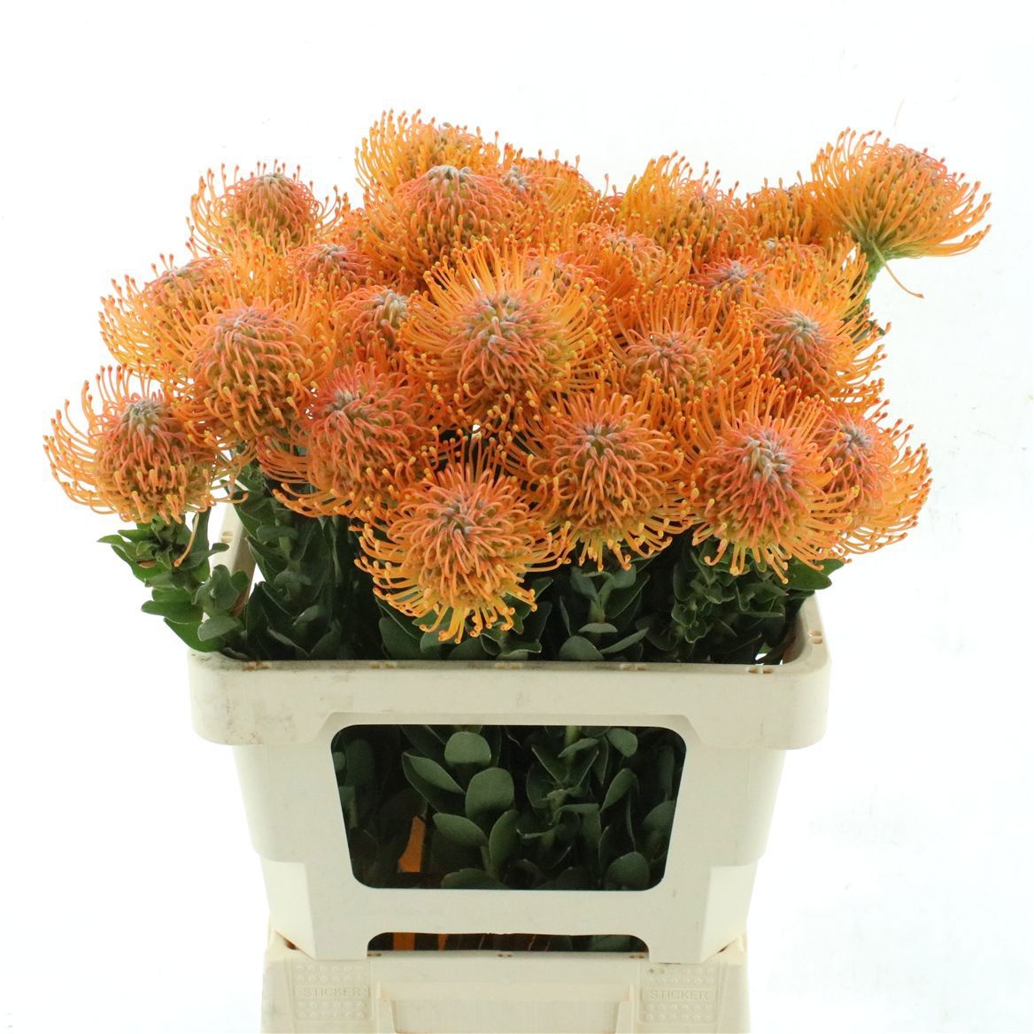 Leucospernum 60cm