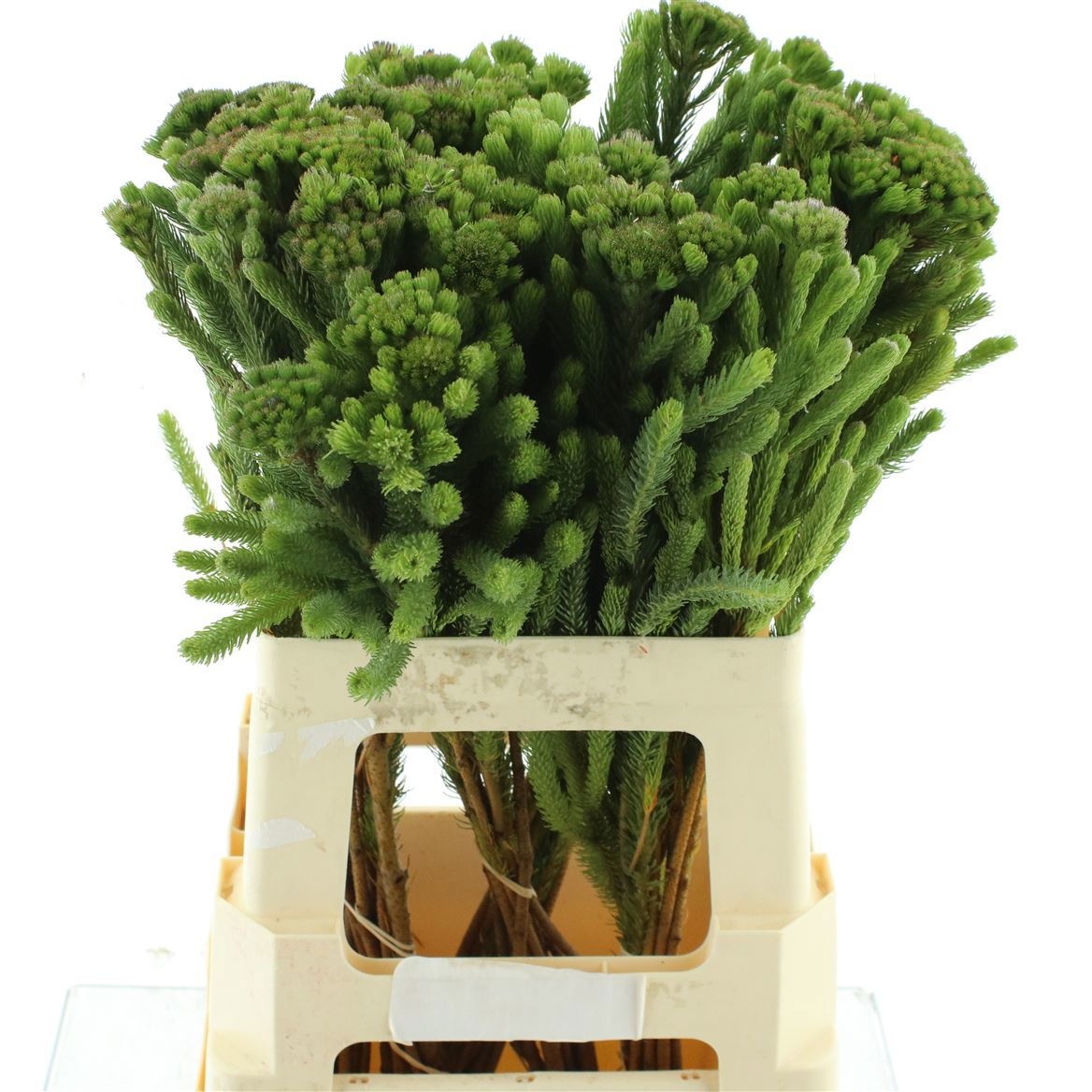 Brunia Albiflora Bunch 60cm