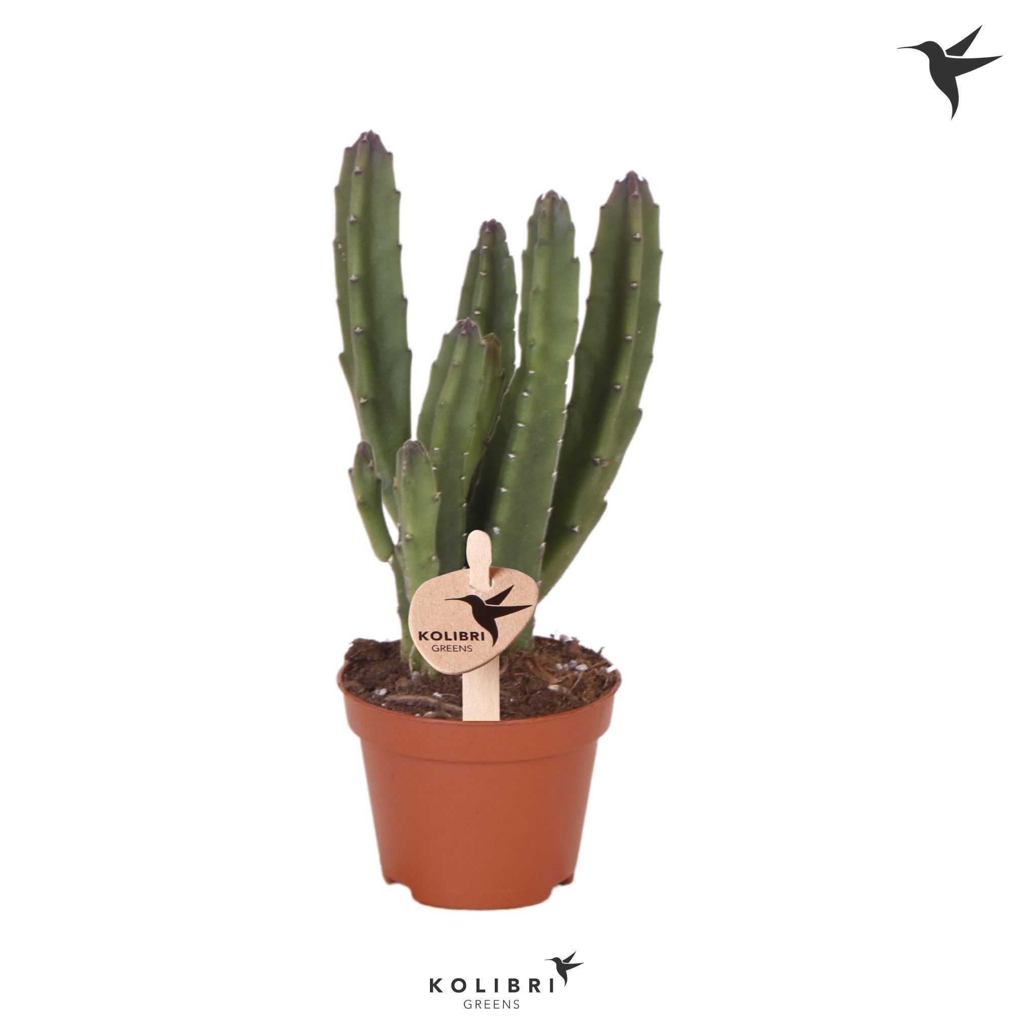 Stapelia Kolibri Greens Stapelia Leendertziae