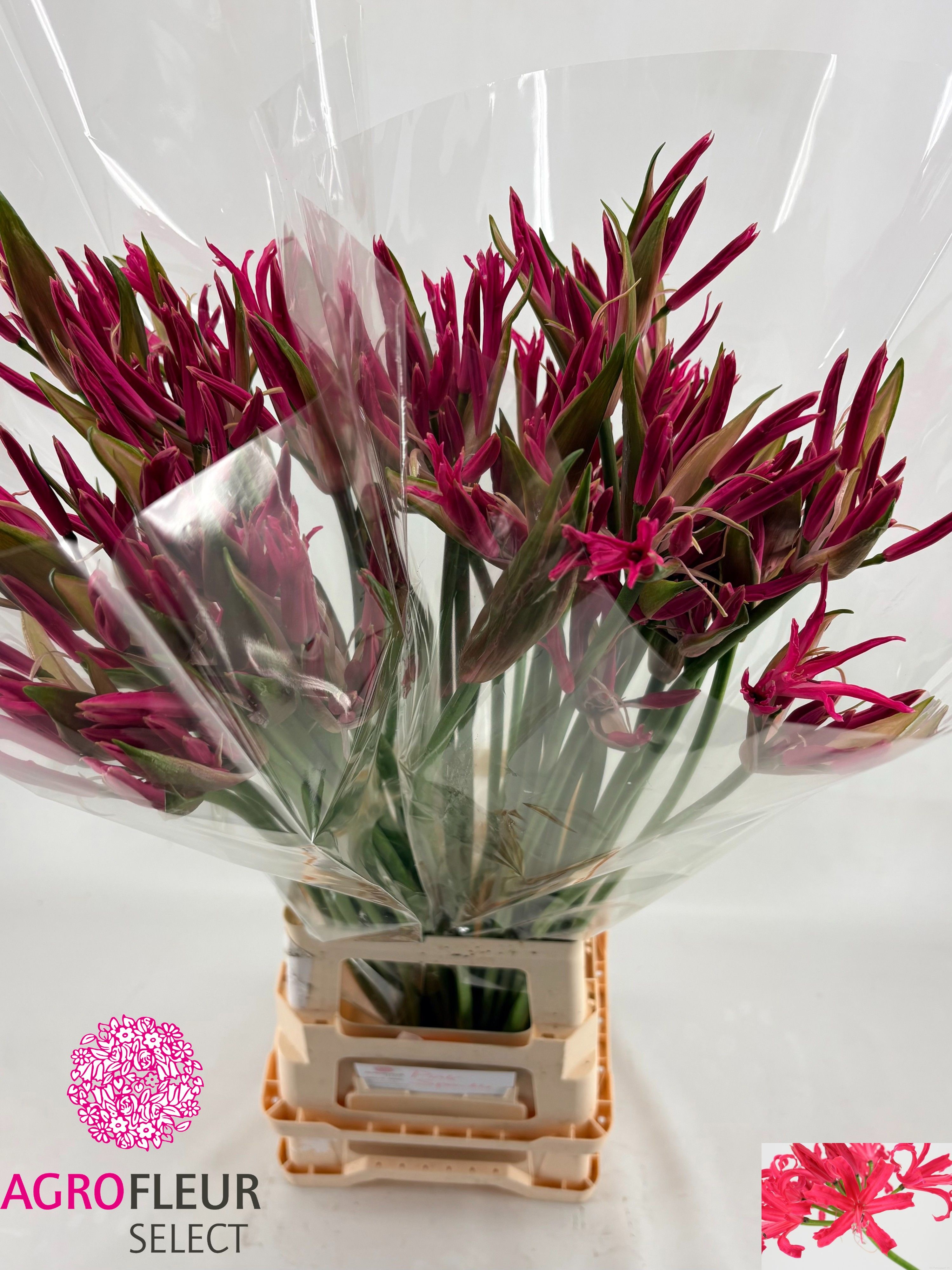 Ne Bo El Pink Sparkl 80cm