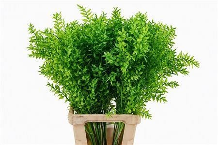 Dried/preserved Flowers Misc 70cm 18gram
