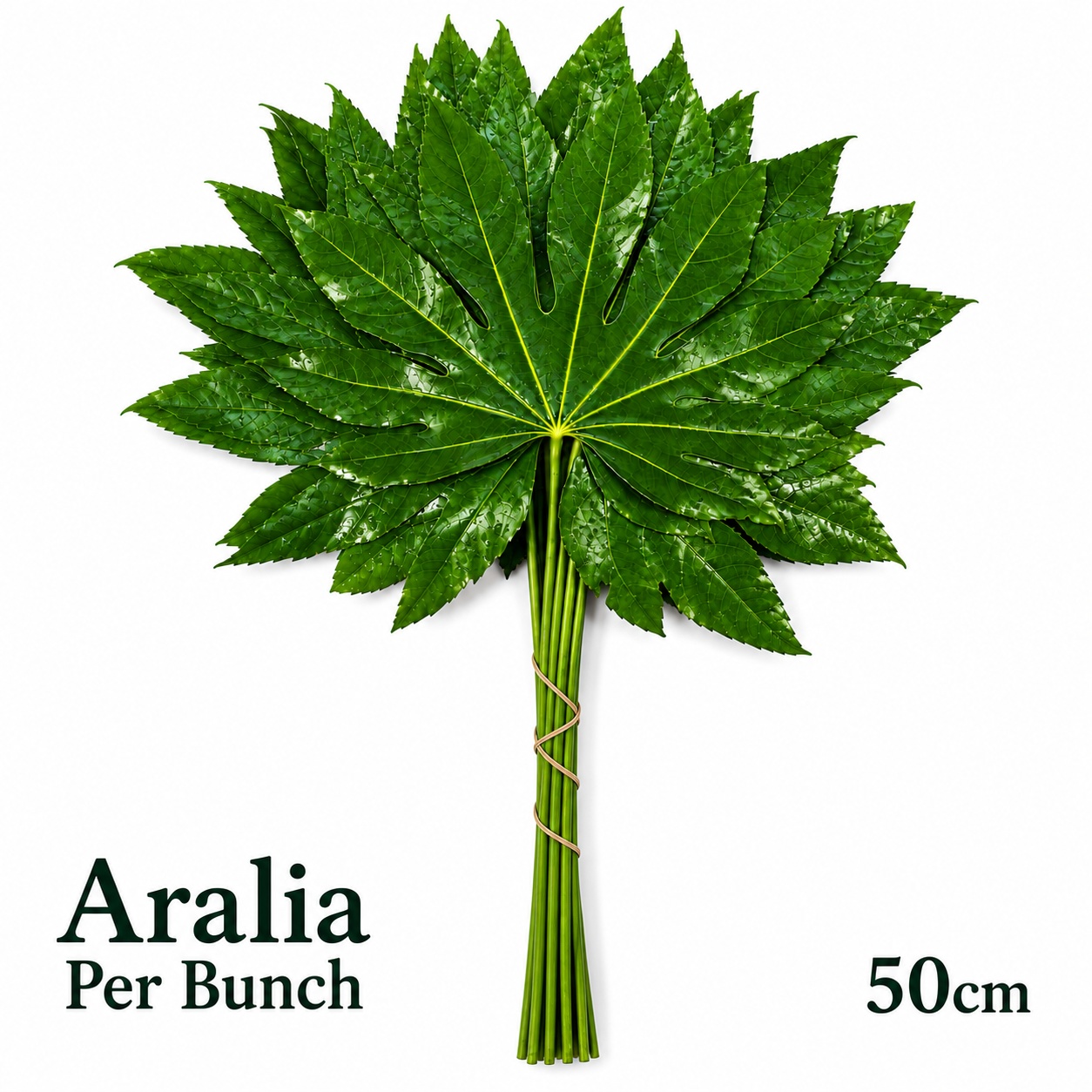 Fatsia Japonica Bs