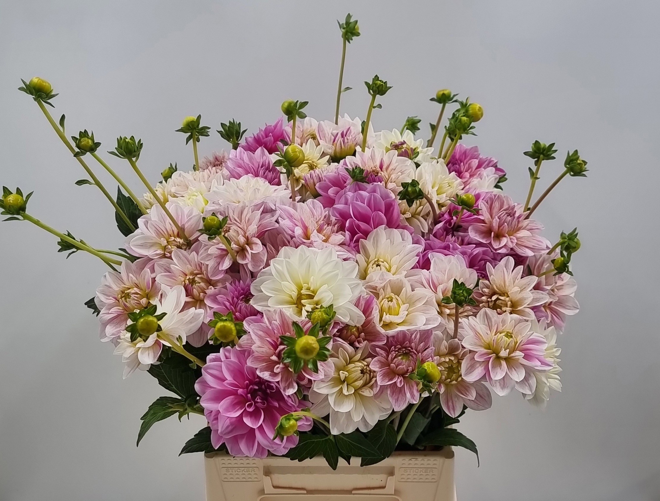 Dahlia 50cm