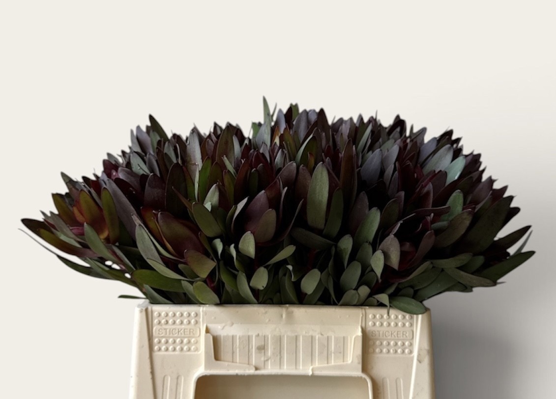 Leucadendron Safari Sunset 40cm