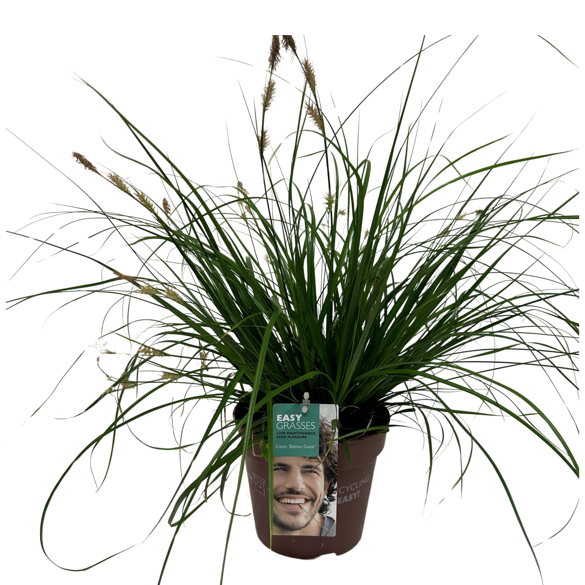 Picture of Carex oshimensis Intense Green