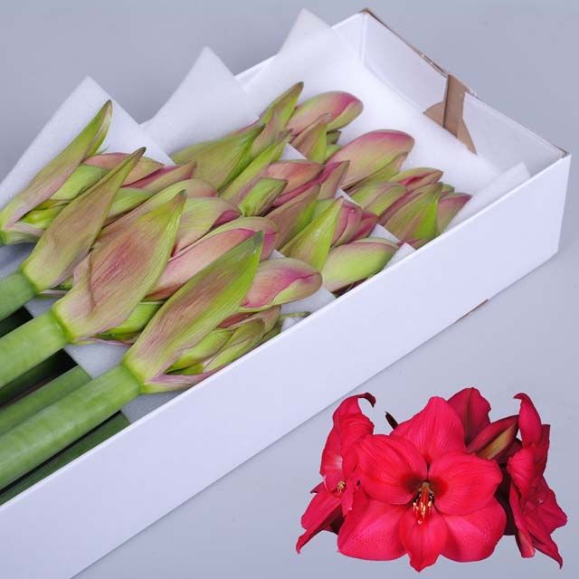 Hipp Ga Pleasure 4/5bl