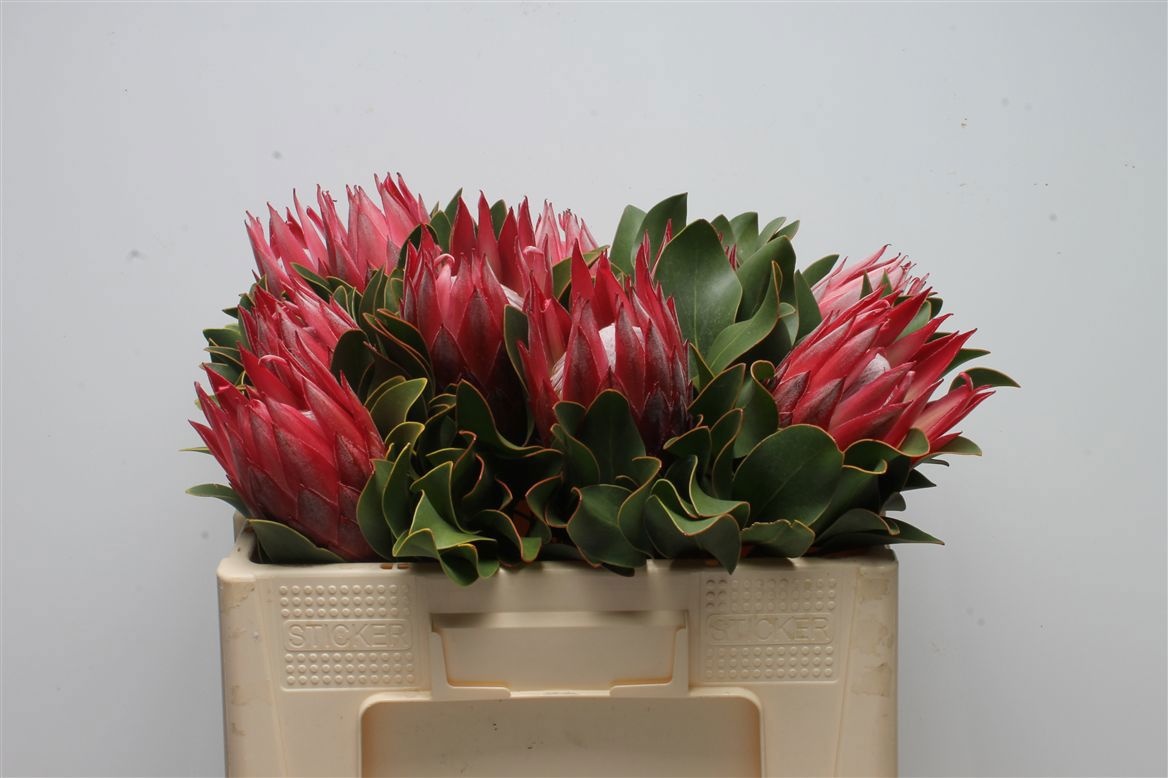 Protea Madiba 50cm
