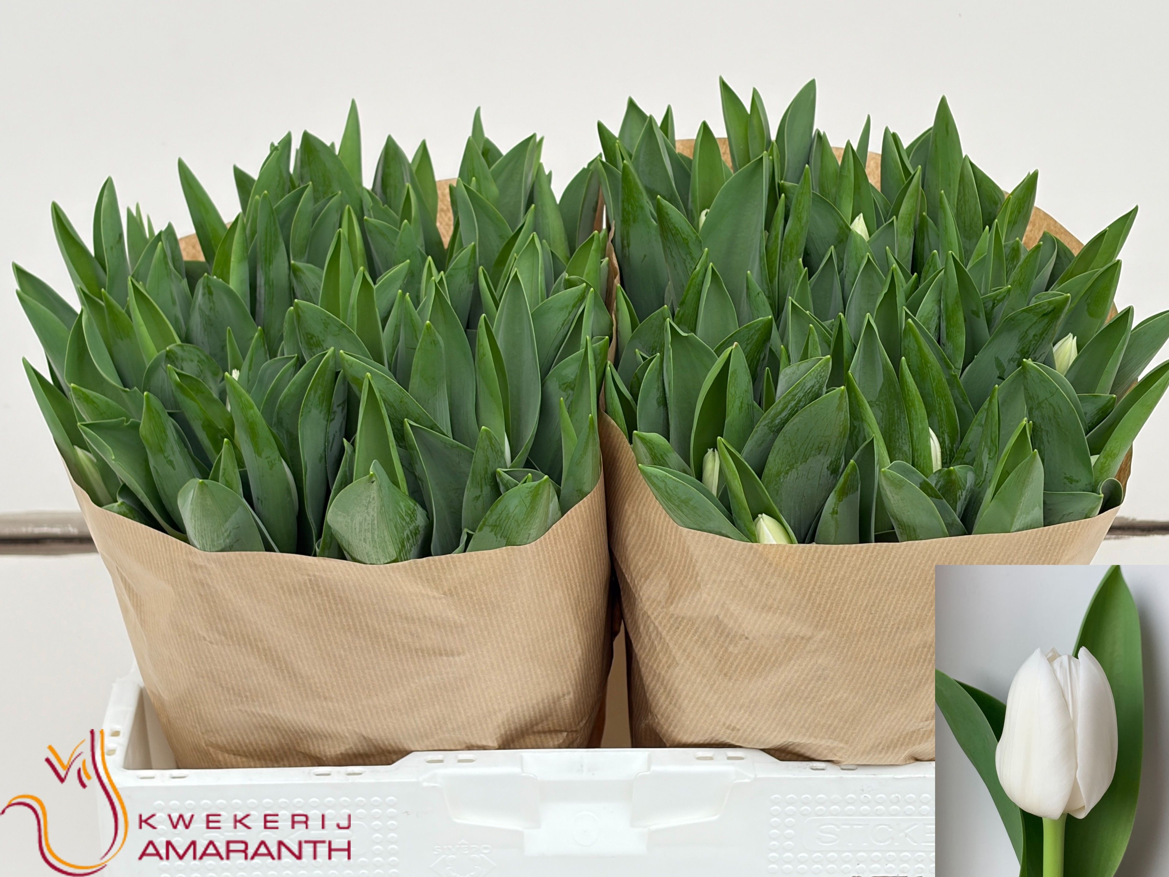 Tulipa Royal Virgin 35cm 34gram