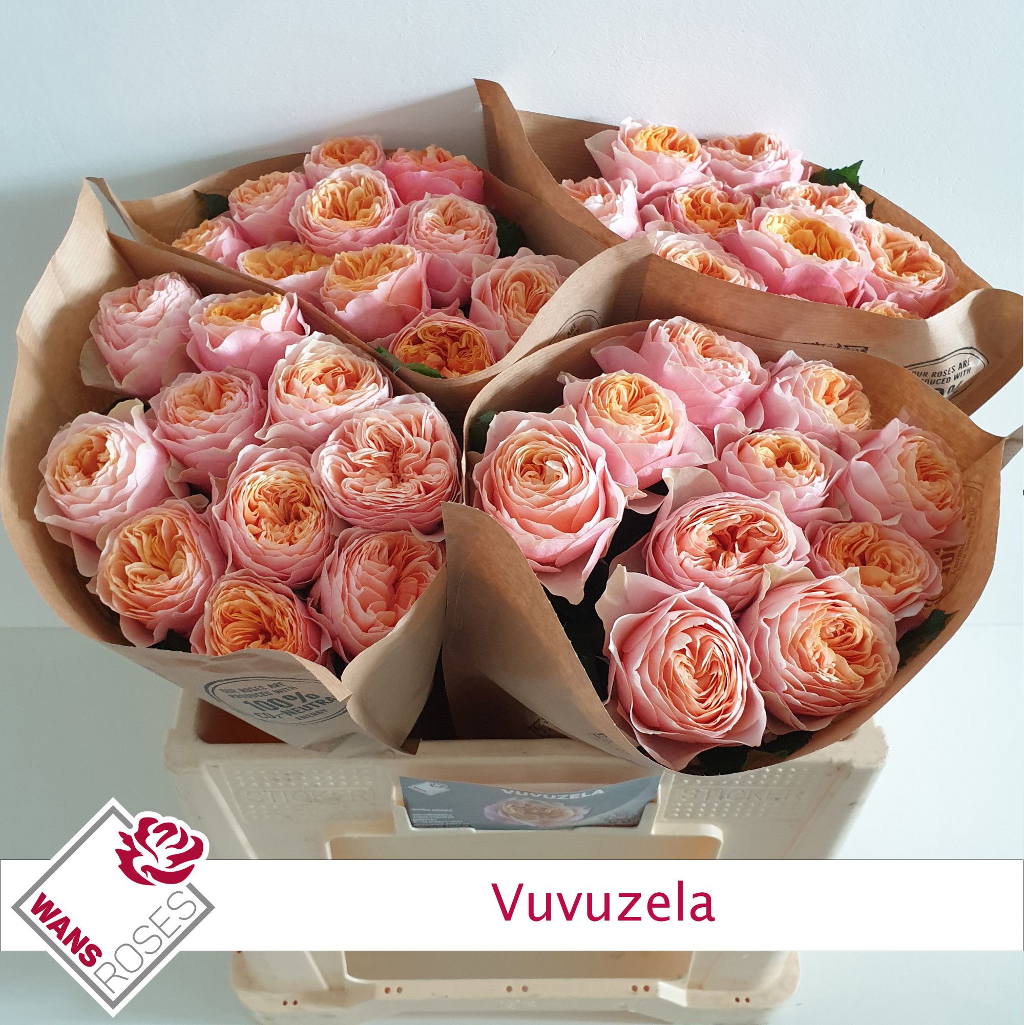 Rosa Garden Vuvuzela 50cm