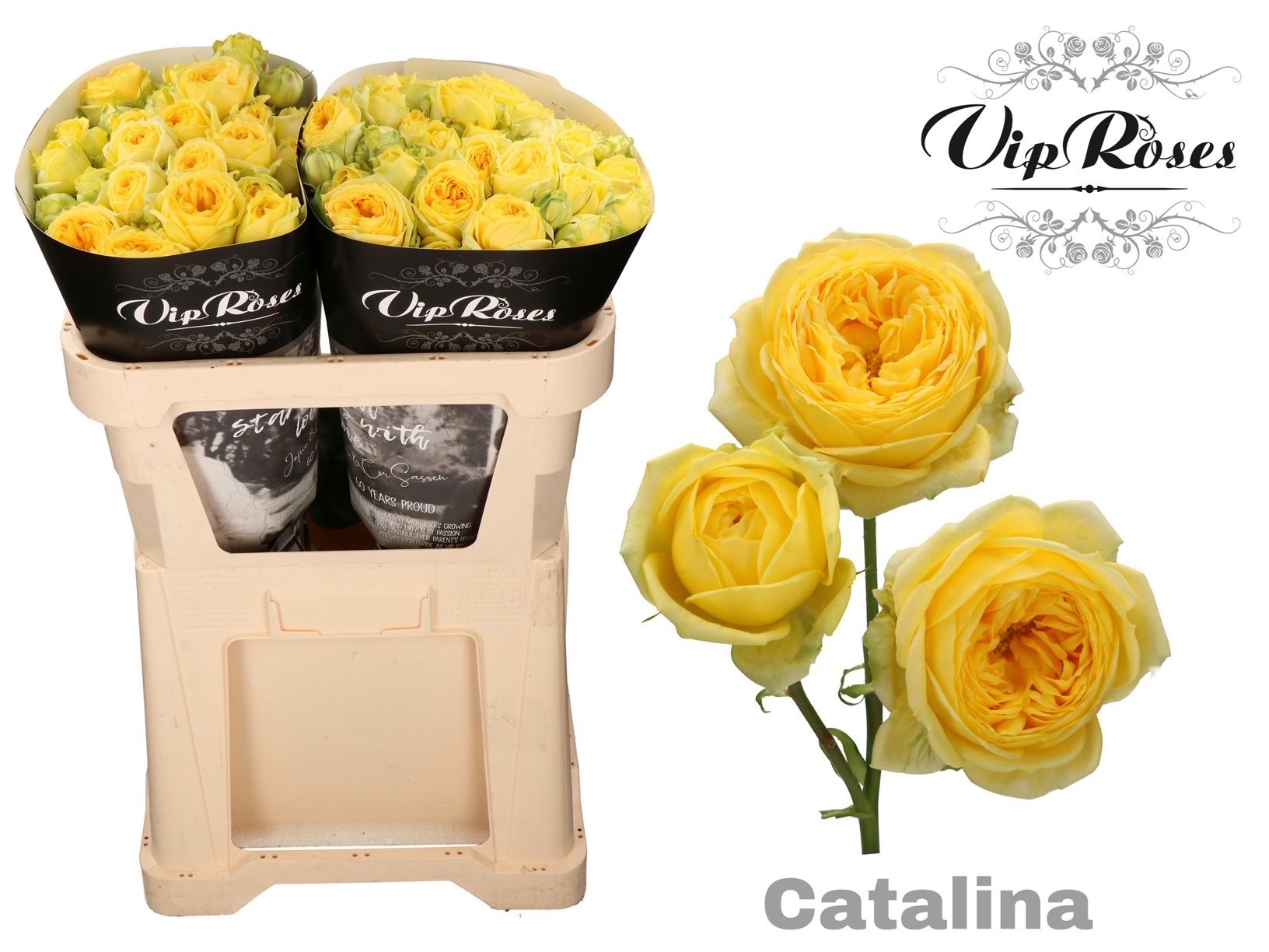R Tr Catalina@