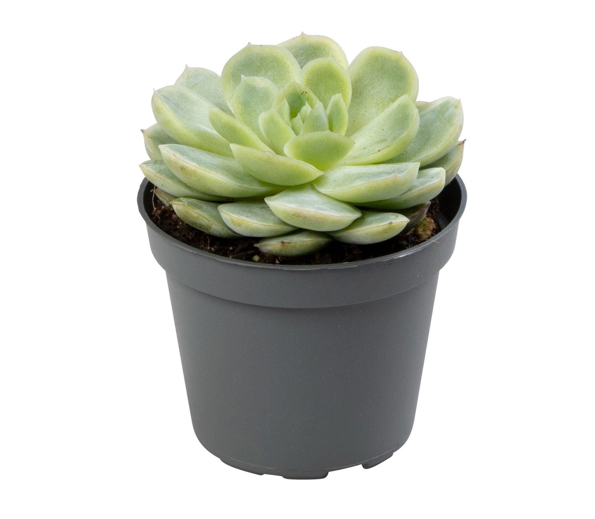 Echeveria elegans