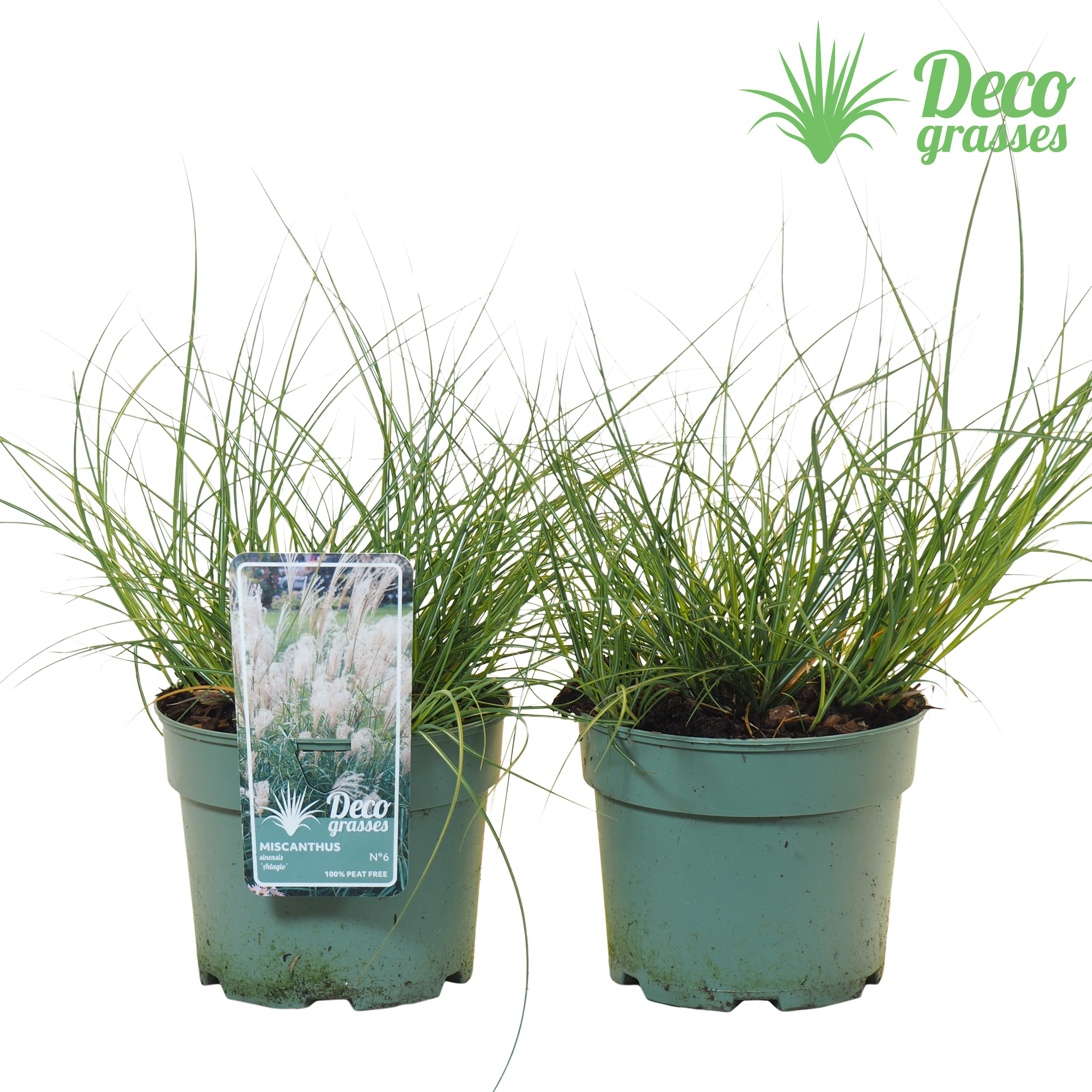 Picture of Miscanthus sinensis Adagio ( PEAT FREE ) P19 (3 Ltr) (LOOSE)