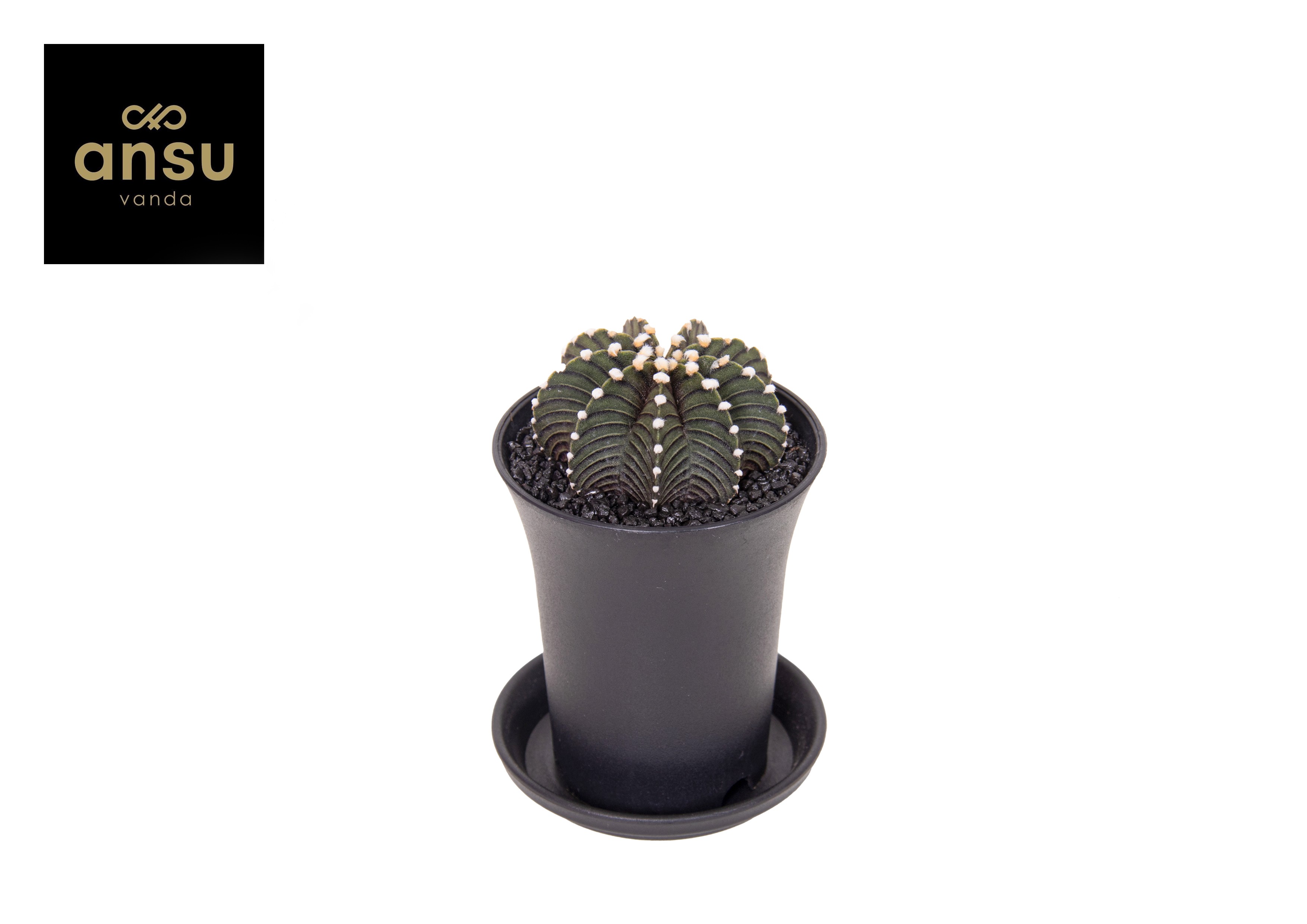 Picture of Gymno Cactus Black P7.5 11CM