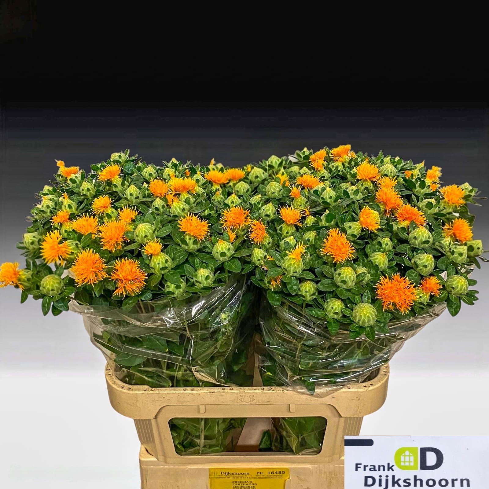 Carthamus Zanzibar 70cm