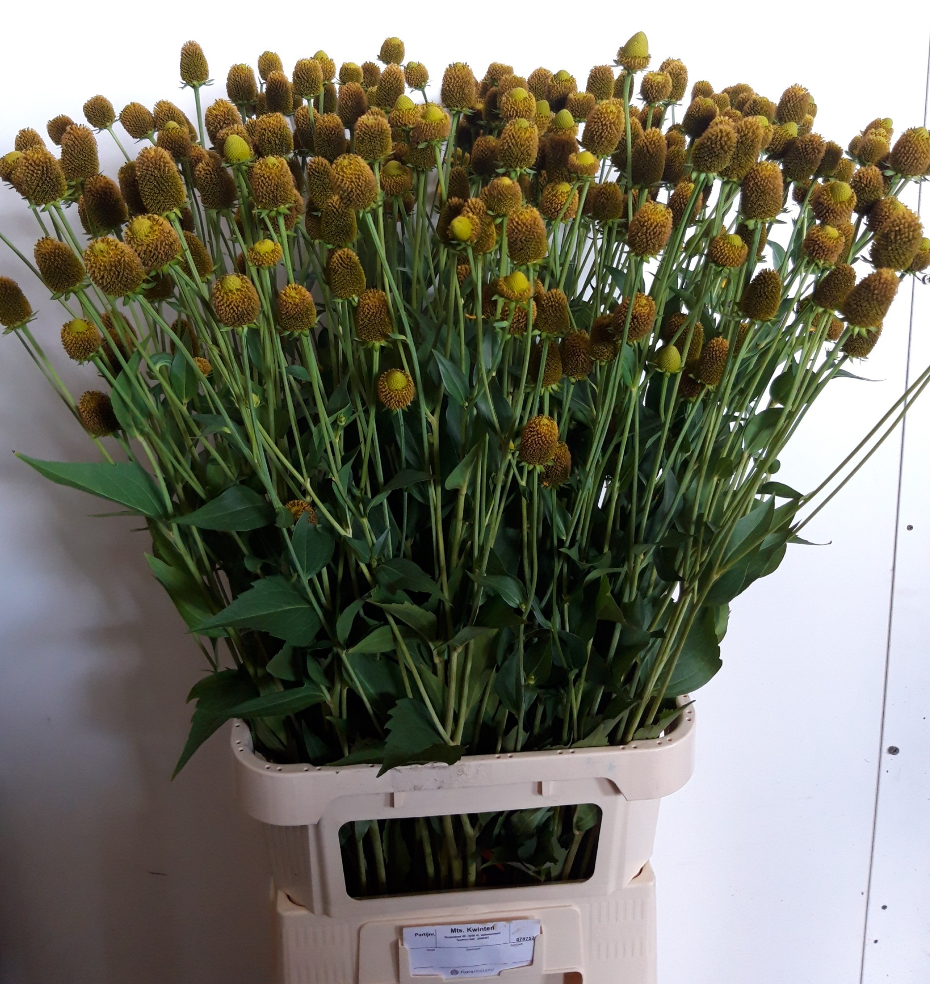 Rudbeckia Nitida