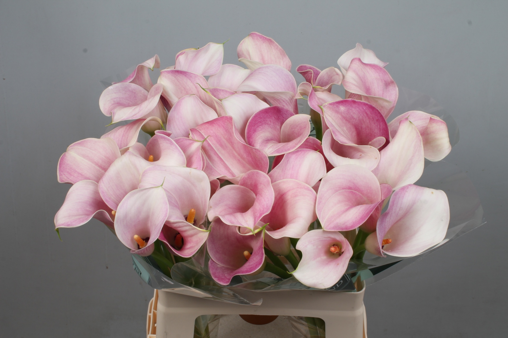 Calla Blushing Lady 60cm