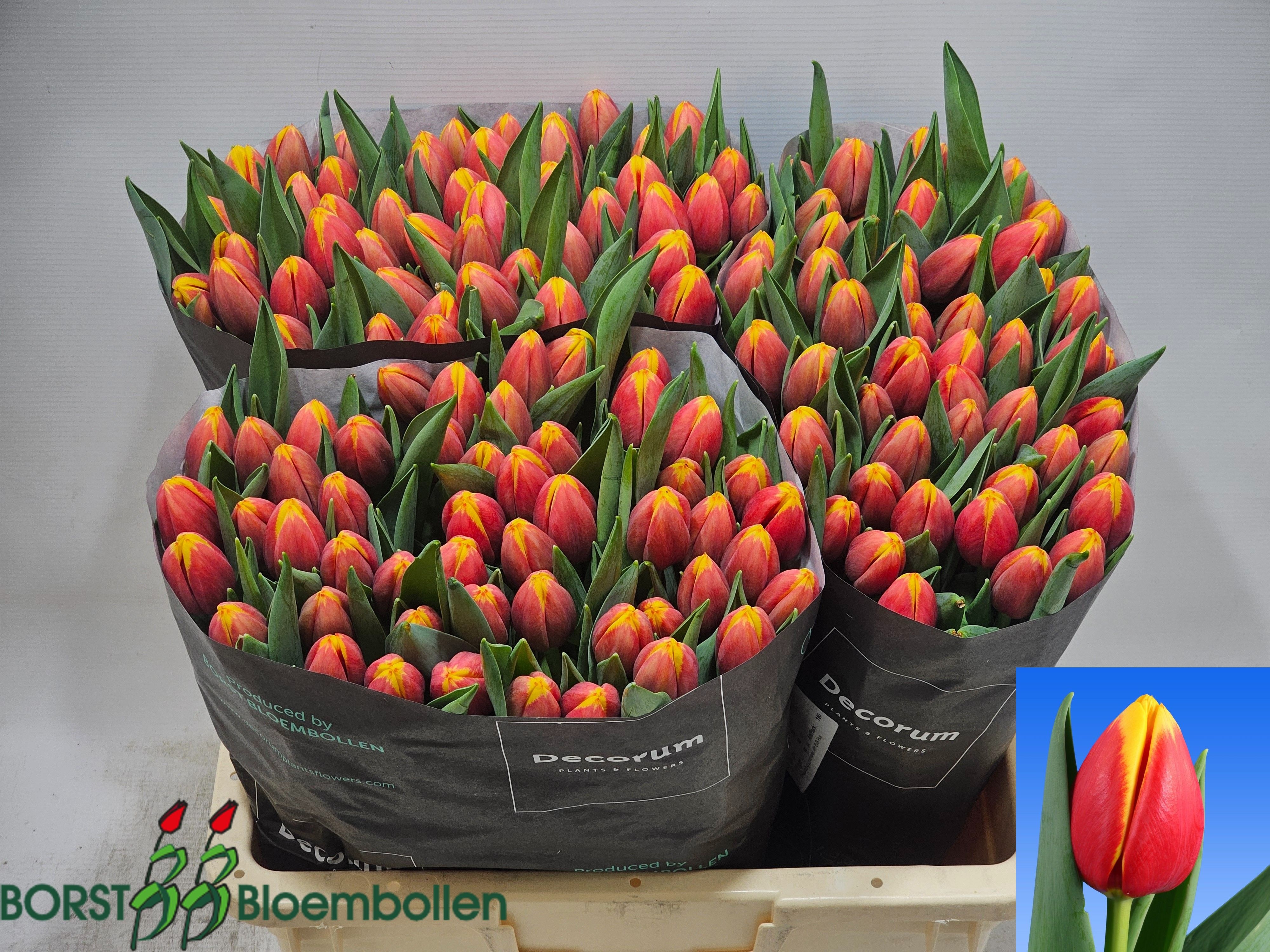 Tulipa Rambo 44cm 56gram