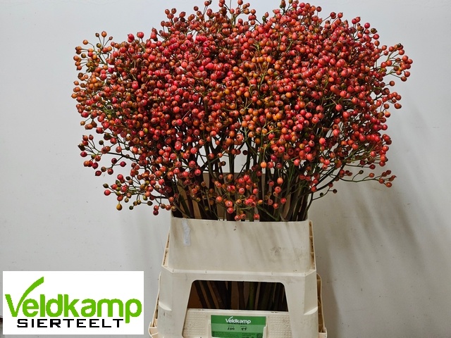 Rosa Mag Autum Glory 100cm