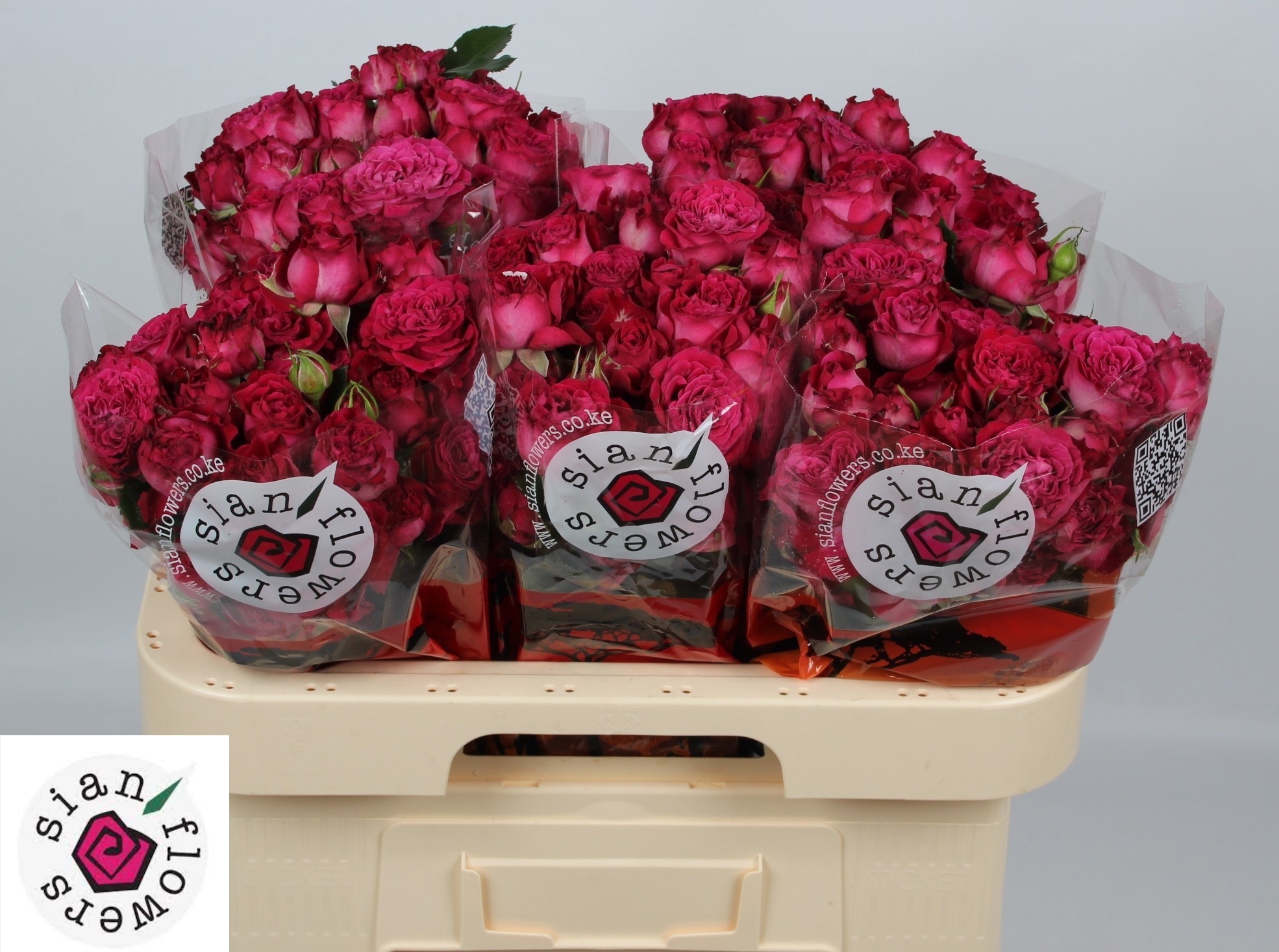 Rosa Spr Royal Magic 60cm
