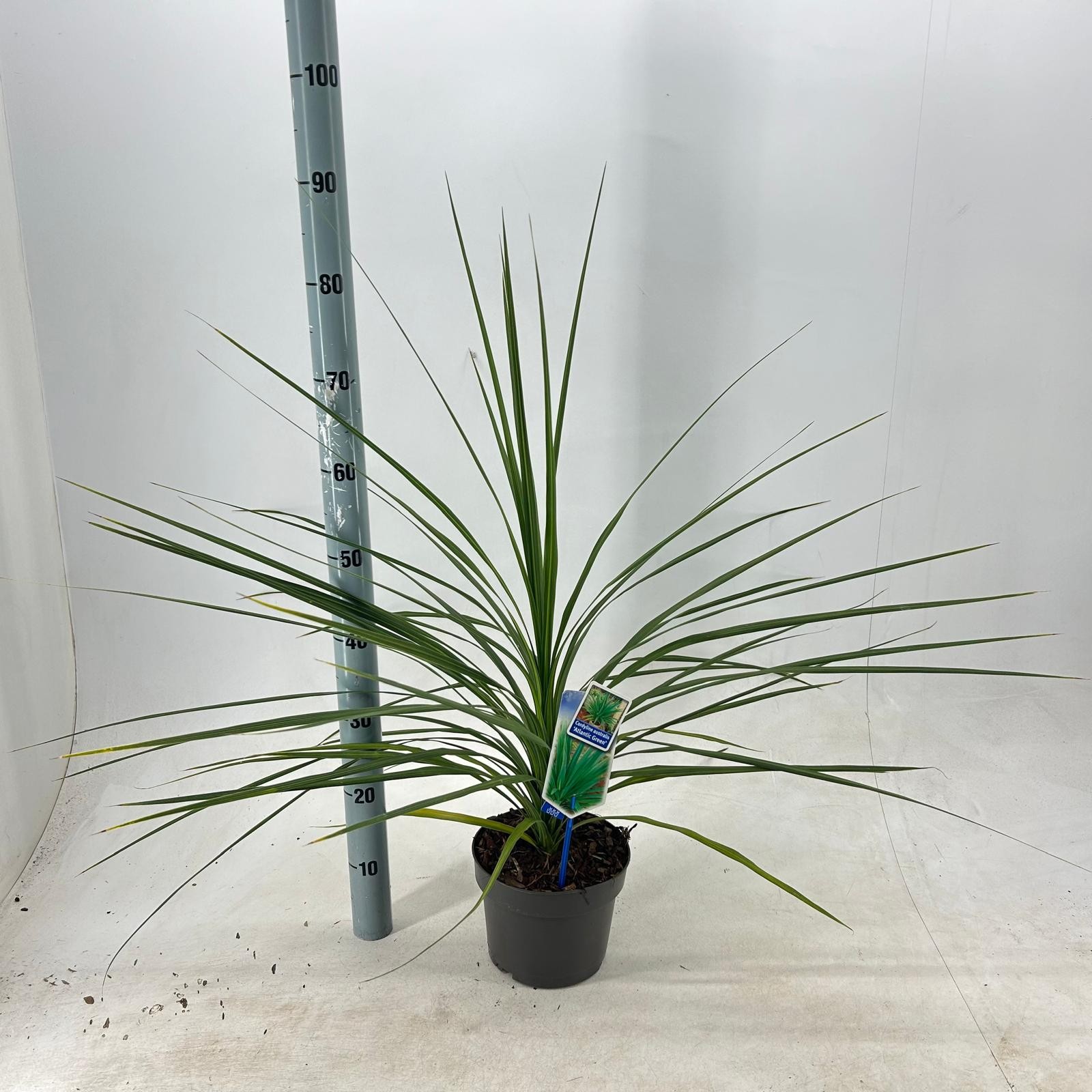 Picture of Cordyline australis 'Atlantic Green'