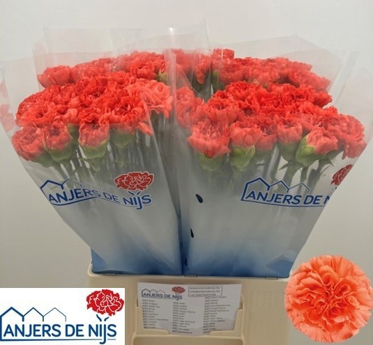 Dianthus St Caroline 50cm