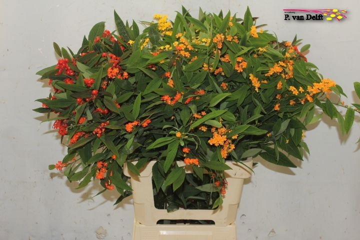Euphorbia Spray Mixed 70cm