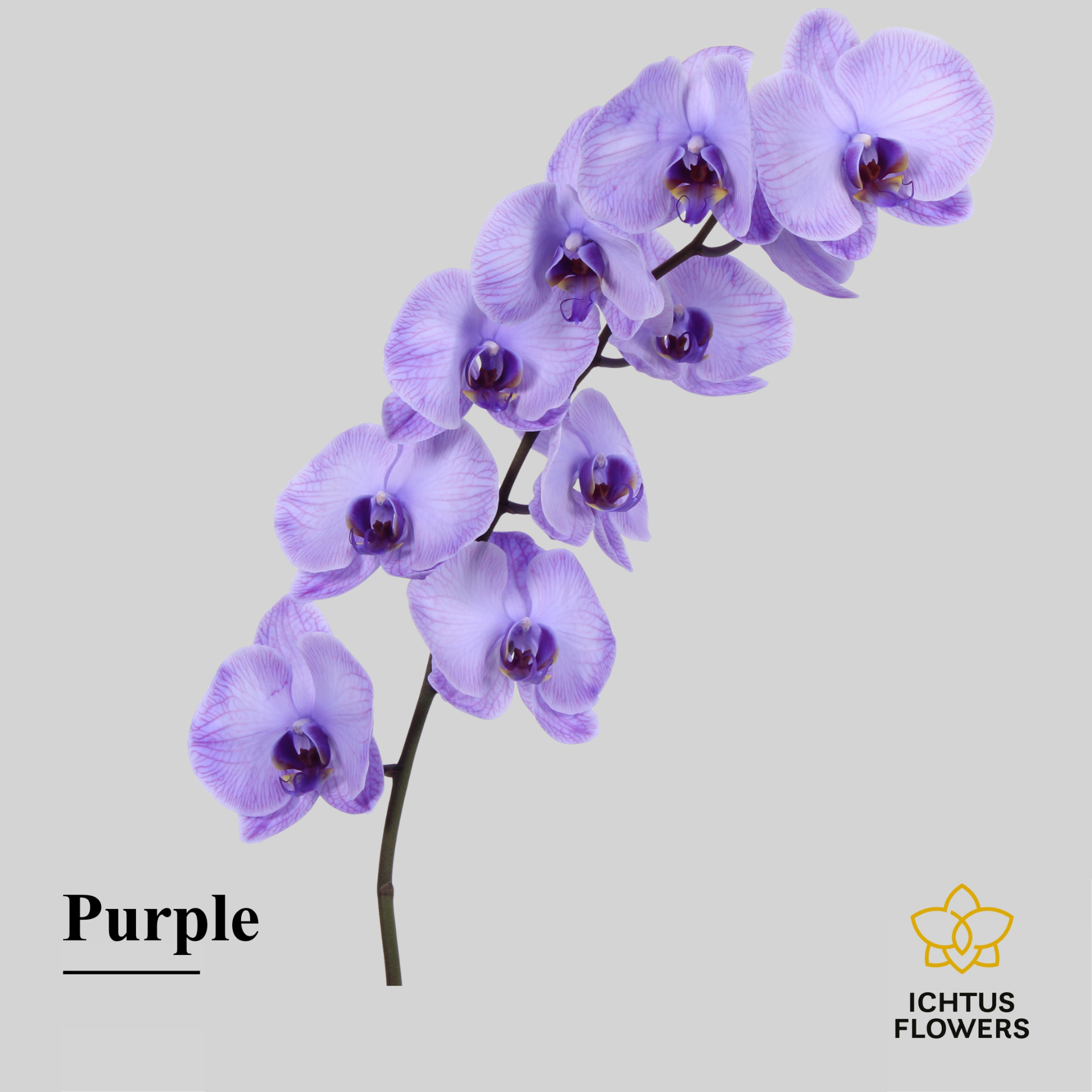 Phal Painted Excl. Purple Tak 7-9