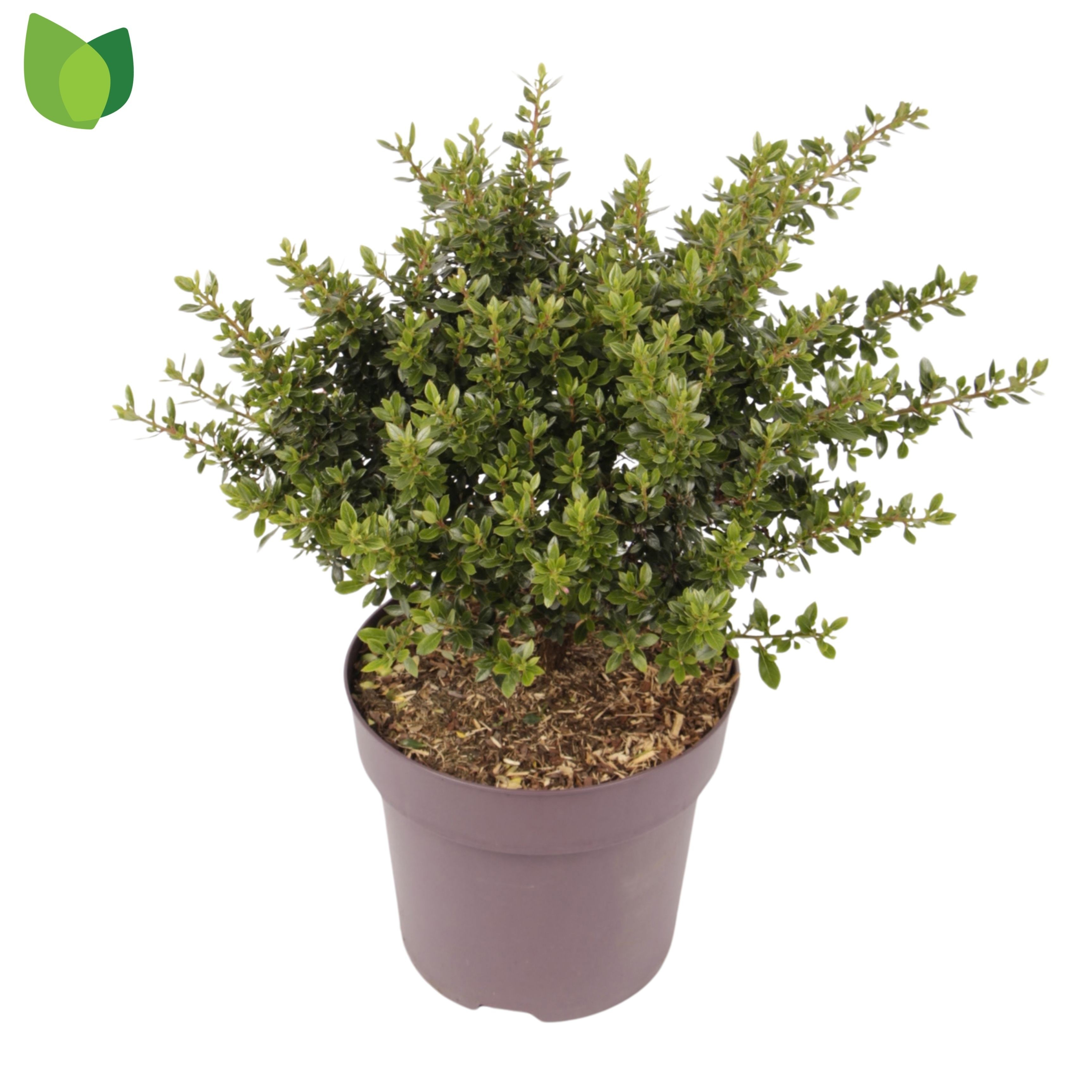 Escallonia laevis 'Showstopper'