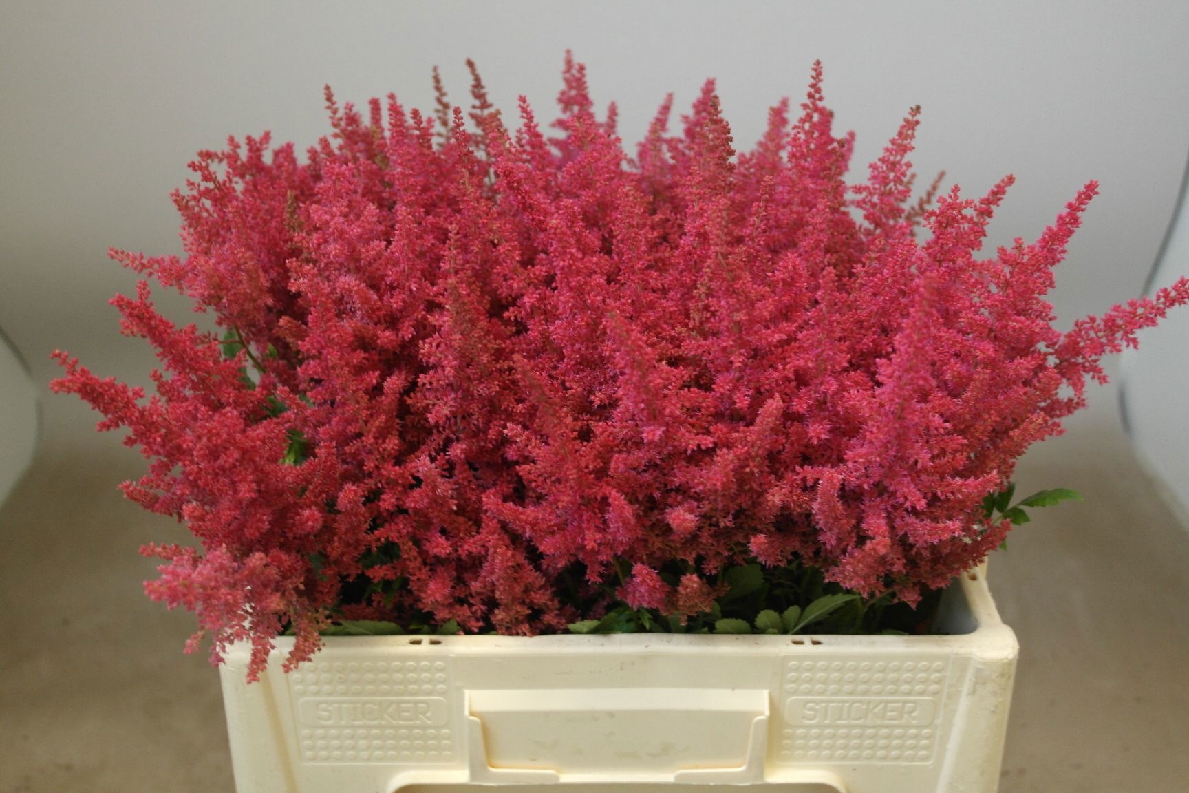 Astilbe Else Schluc 50cm