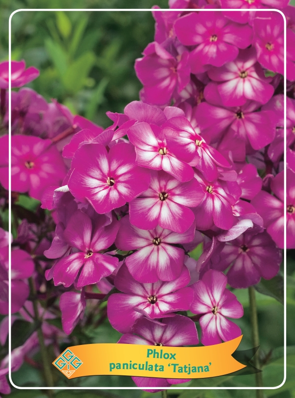 Picture of Phlox paniculata mix 6x10 srt. per shelve P11