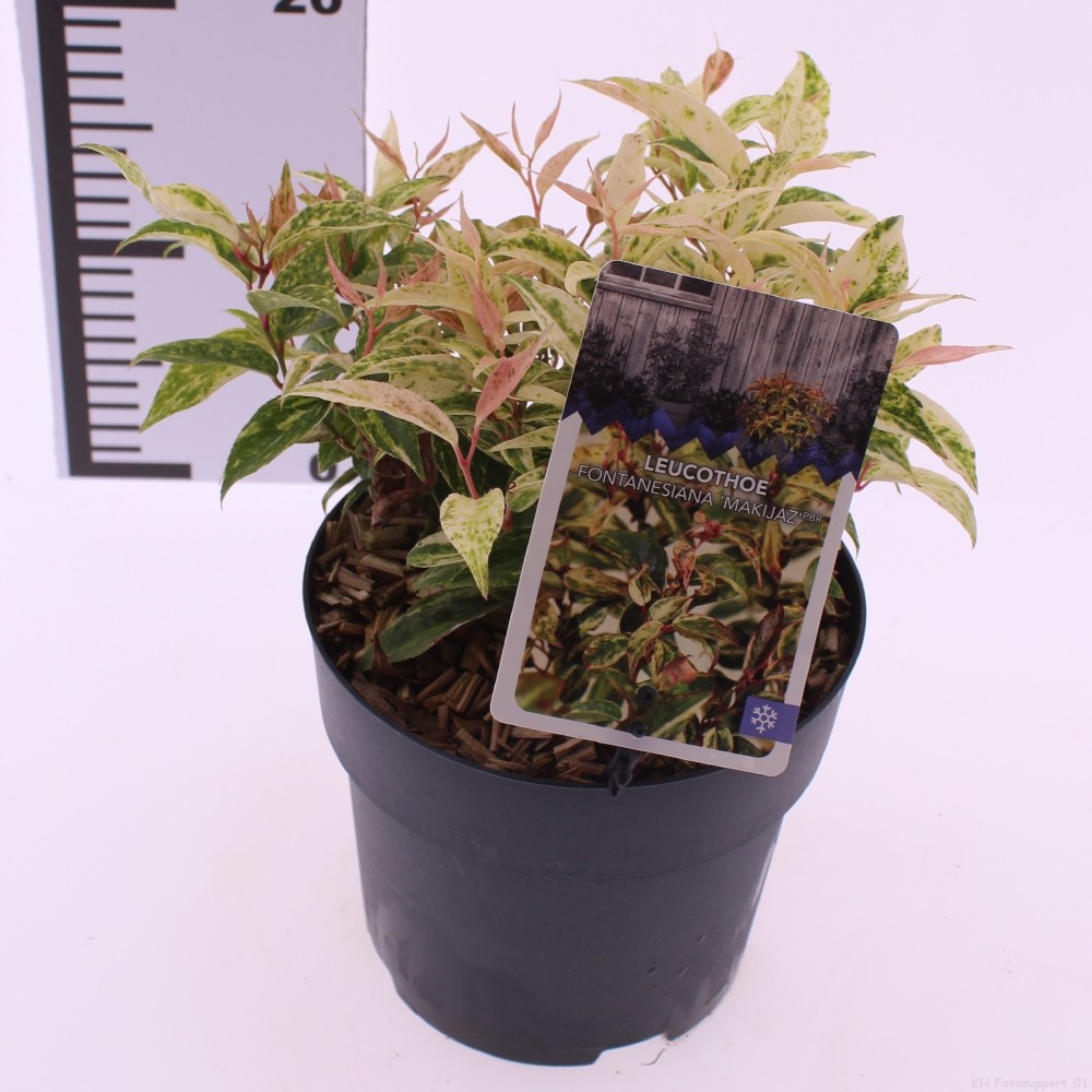 Picture of Leucothoe fontanesiana 'Makiejaz'