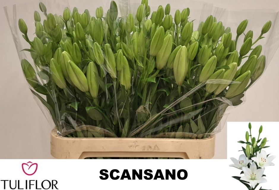 Lilium La Scansano 90cm 5/7bl