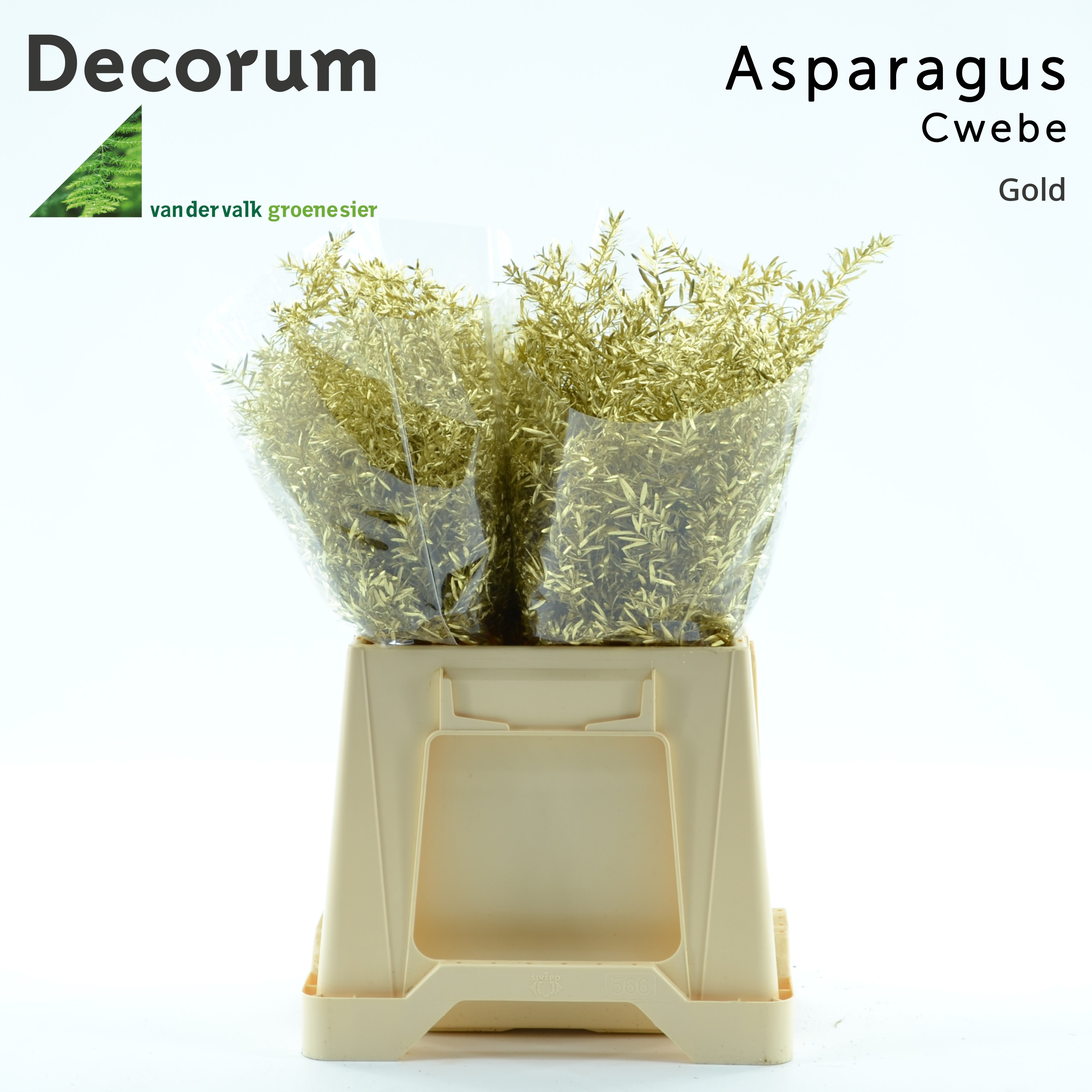 Asparagus Cwebe Painted