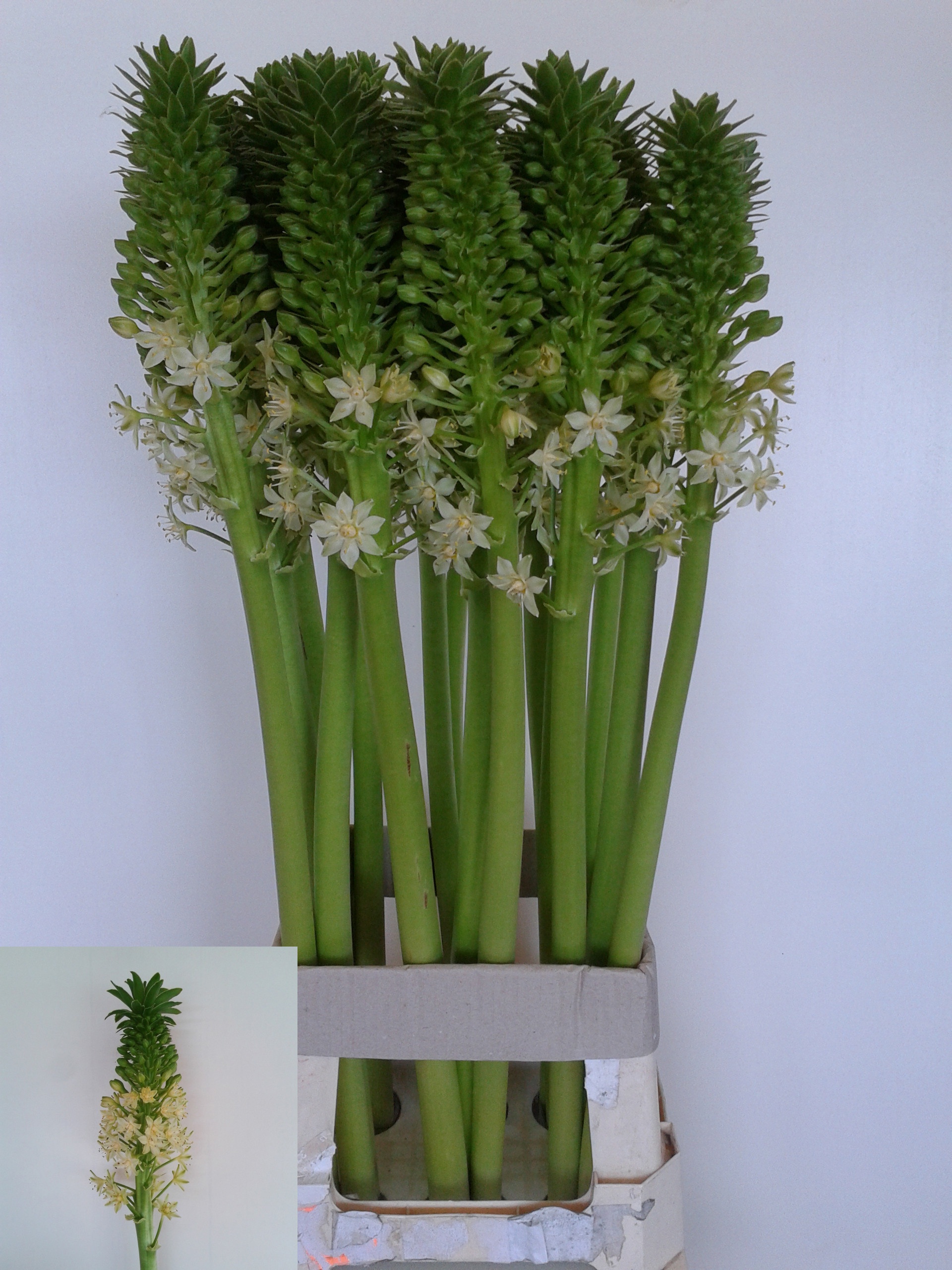 Eucomis P-e Goliath