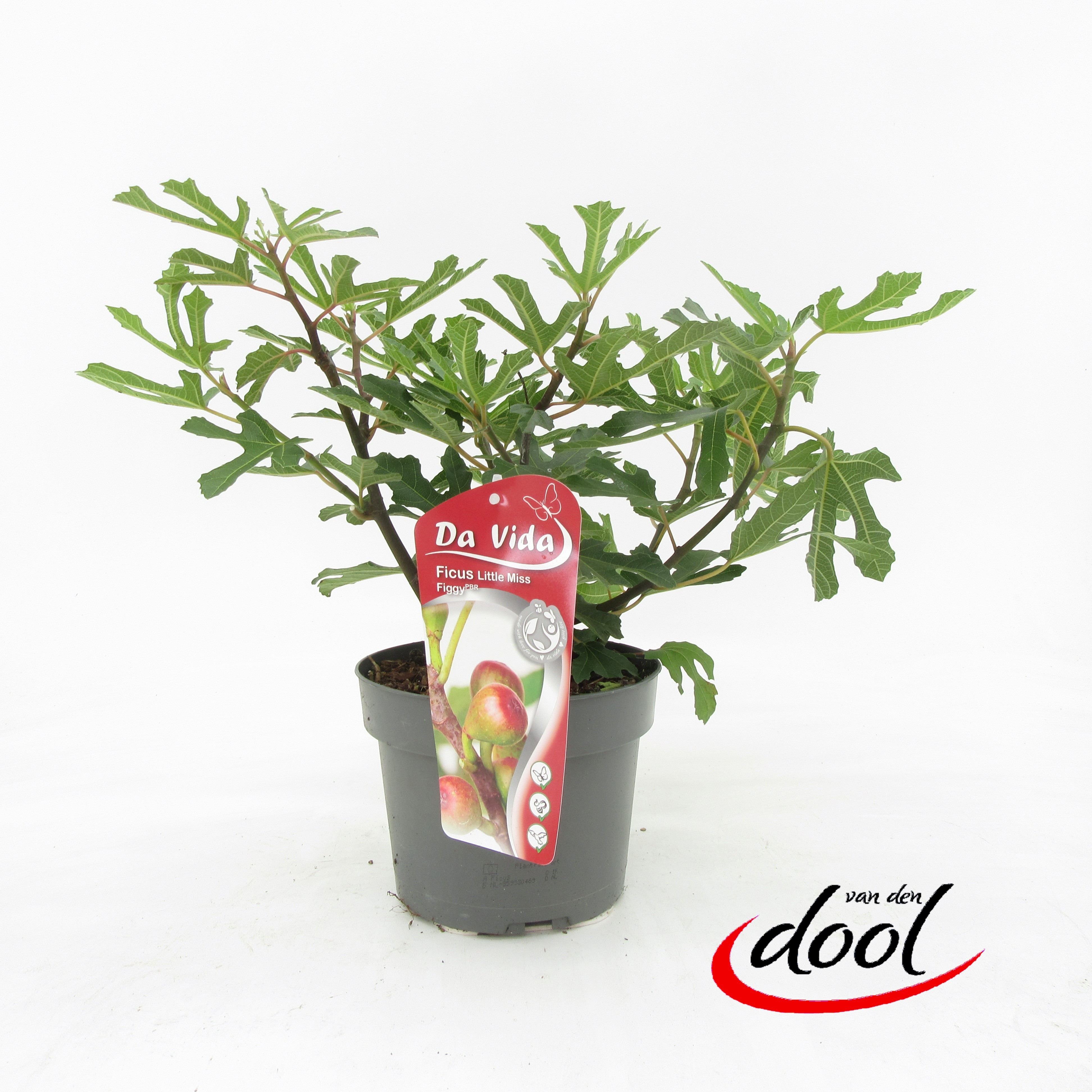 Picture of Ficus Miss Little Figgy