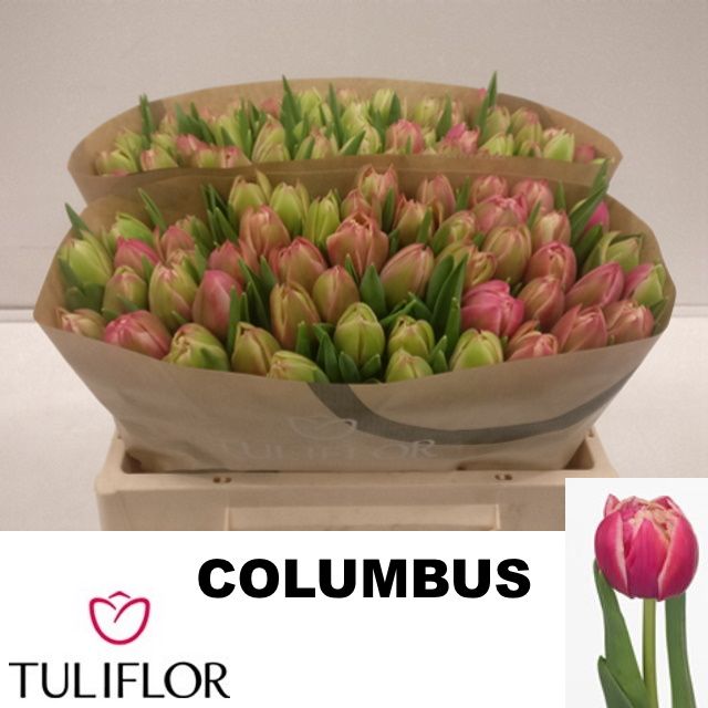 Tulipa Double Columbus 37cm 24gram