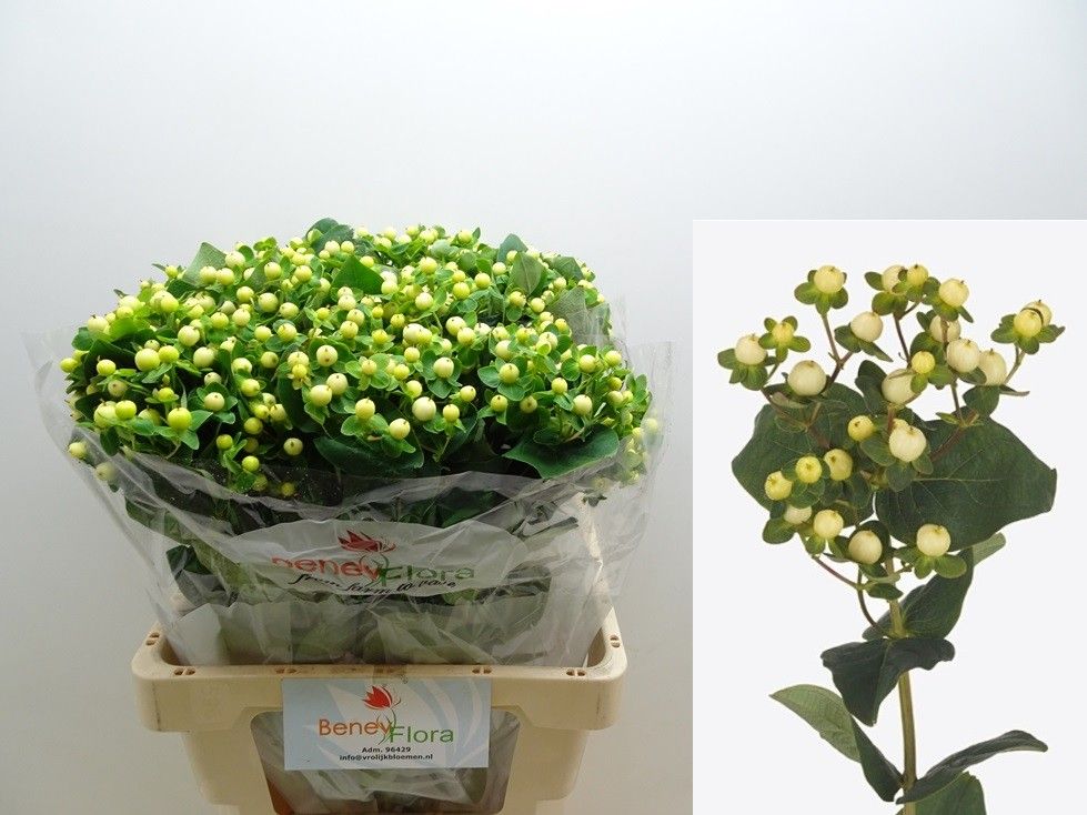 Hypericum Snowprince 60cm
