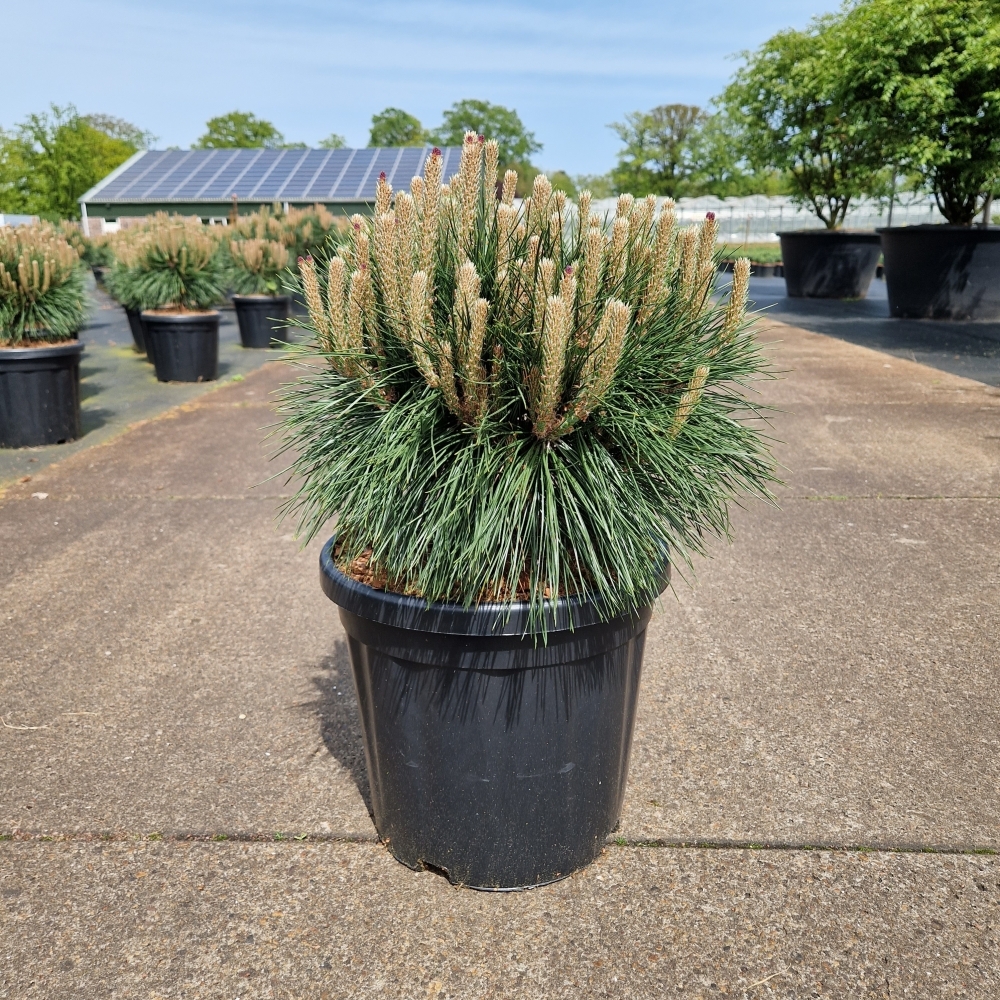 Picture of Pinus nigra Brepo C18 40/+