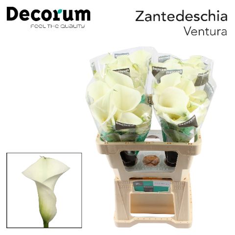 Zant Capt Ventura