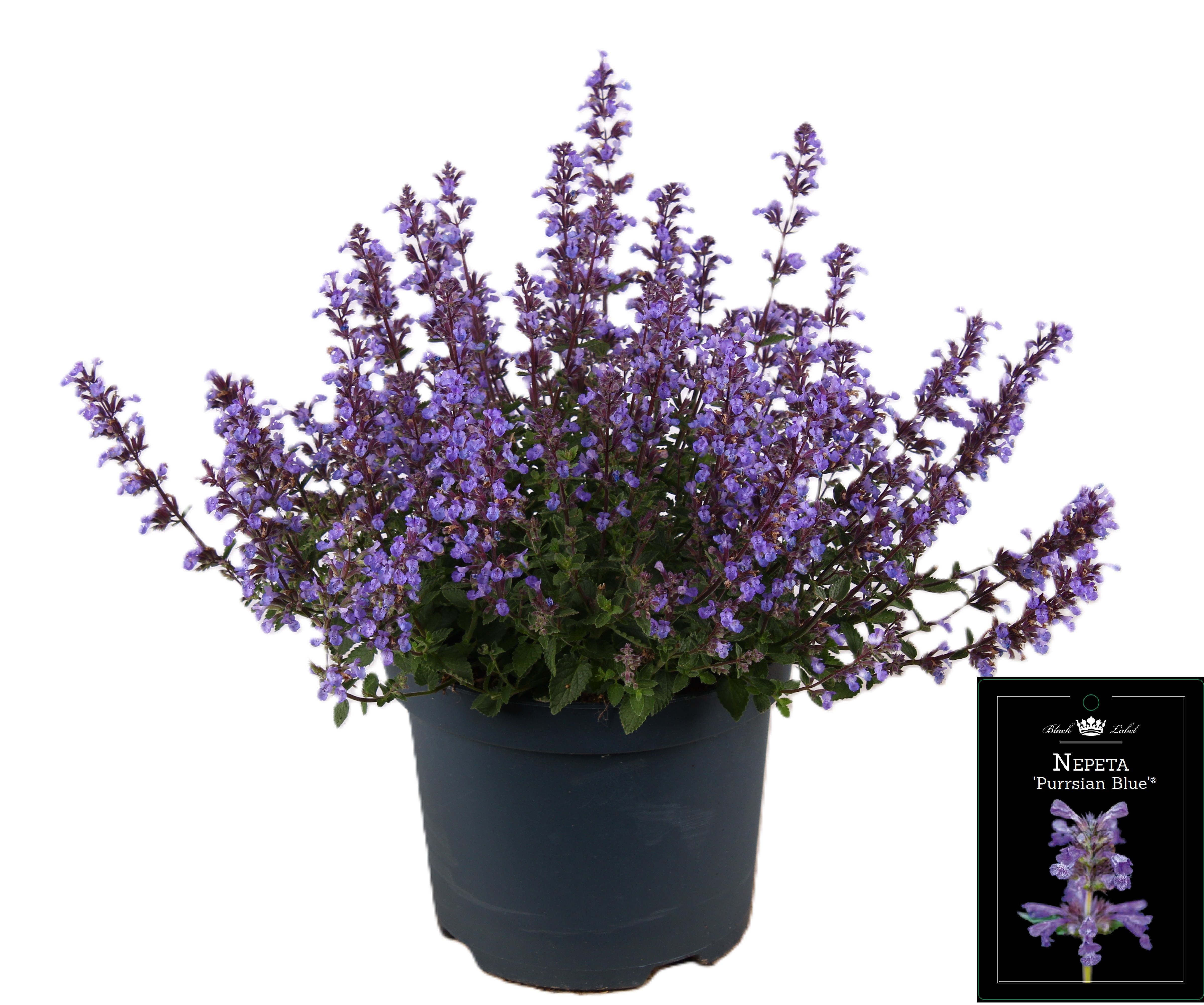 Picture of Nepeta Purrsian Blue